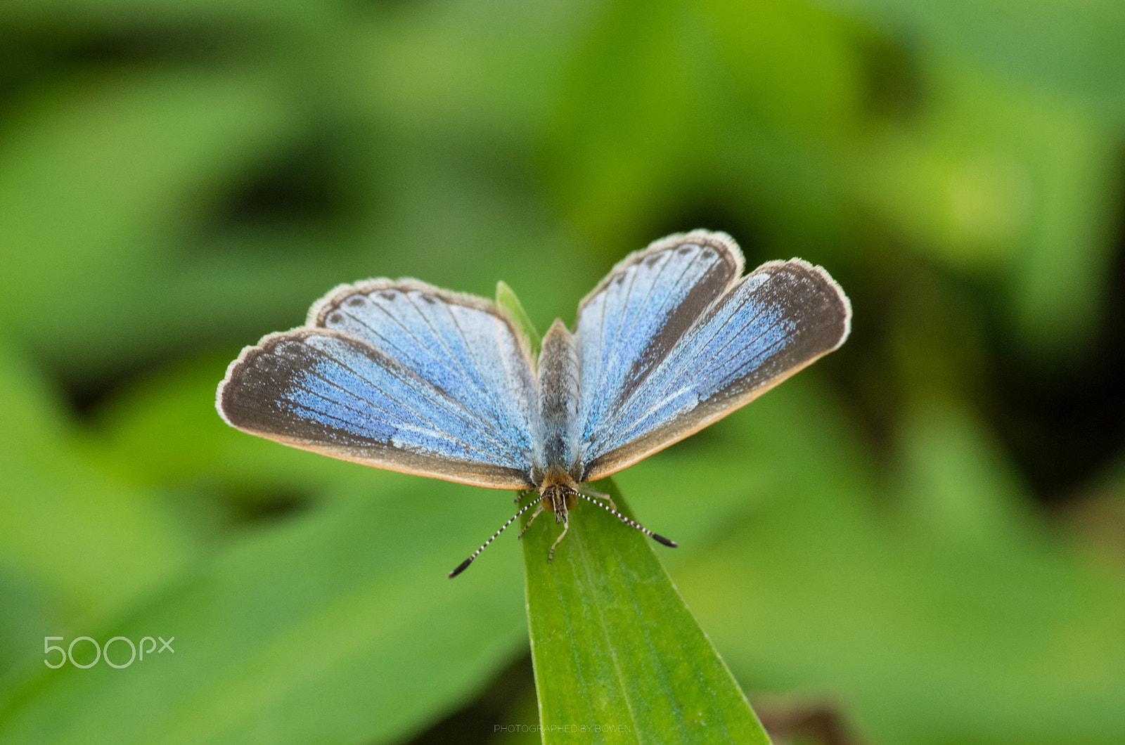 Pentax smc D-FA 100mm F2.8 Macro WR sample photo. Butterfly photography