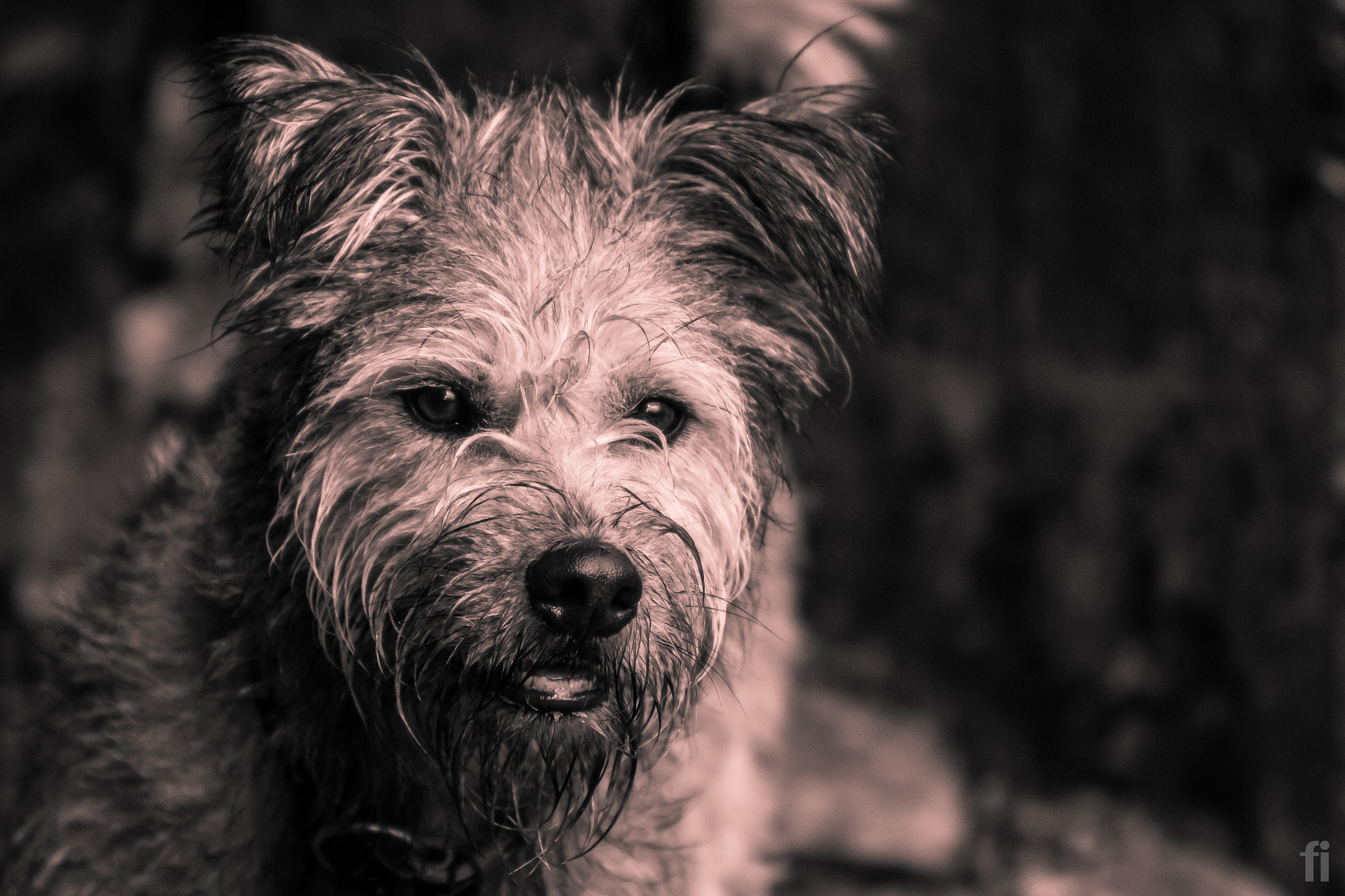 Sigma 70-200mm F2.8 EX DG OS HSM sample photo. Slightly wet dog photography