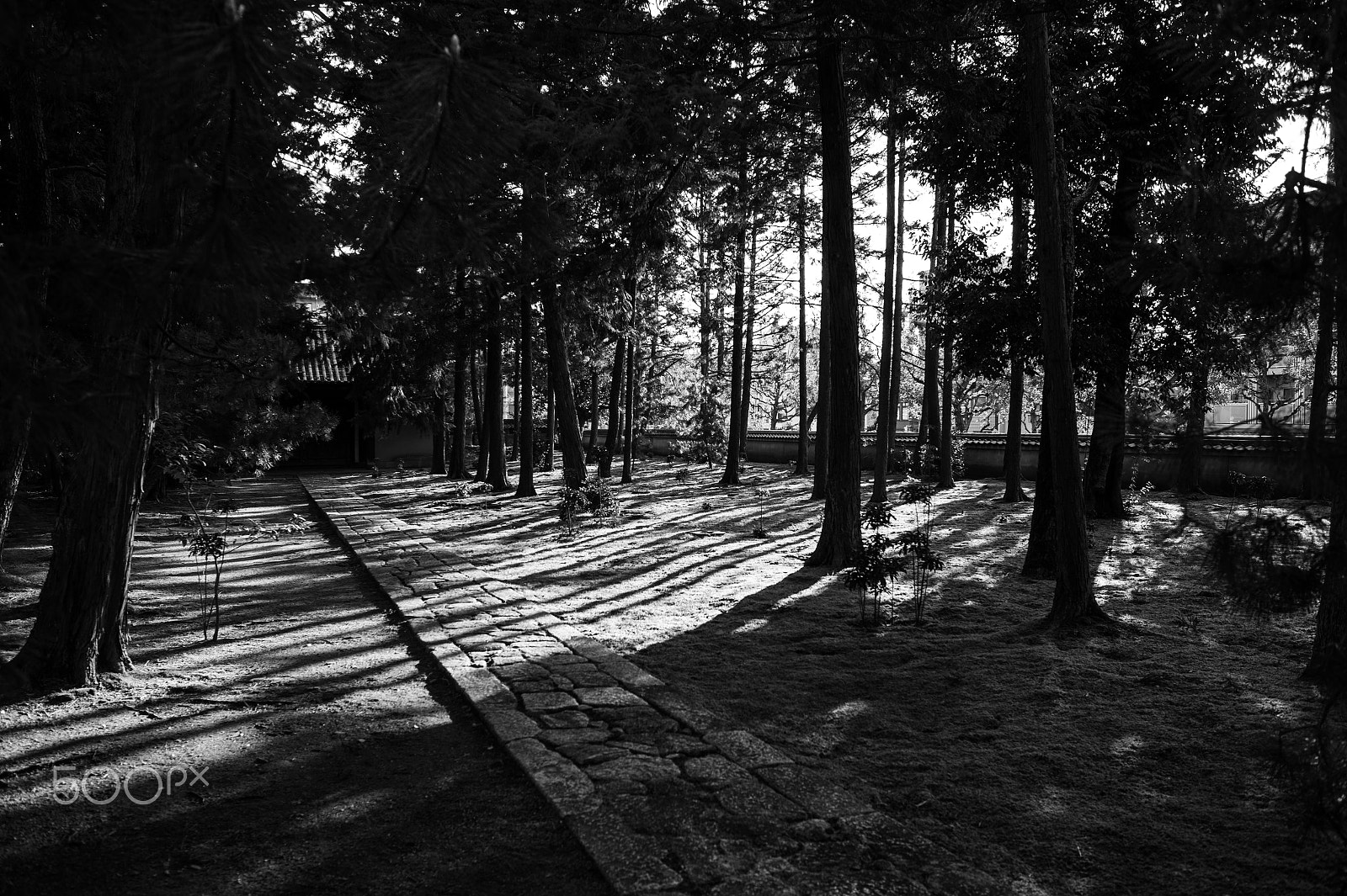 Nikon Df + Nikon AF-S Nikkor 28mm F1.8G sample photo. Shadows on the ground photography