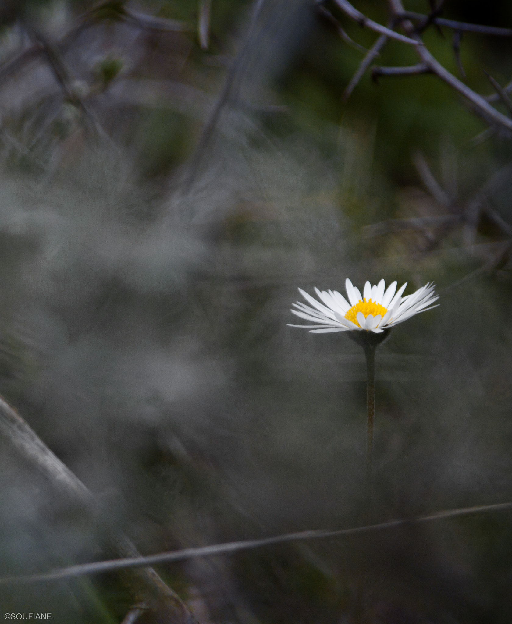 Canon EF 28-105mm f/3.5-4.5 USM sample photo. Flowers comes then fades away photography