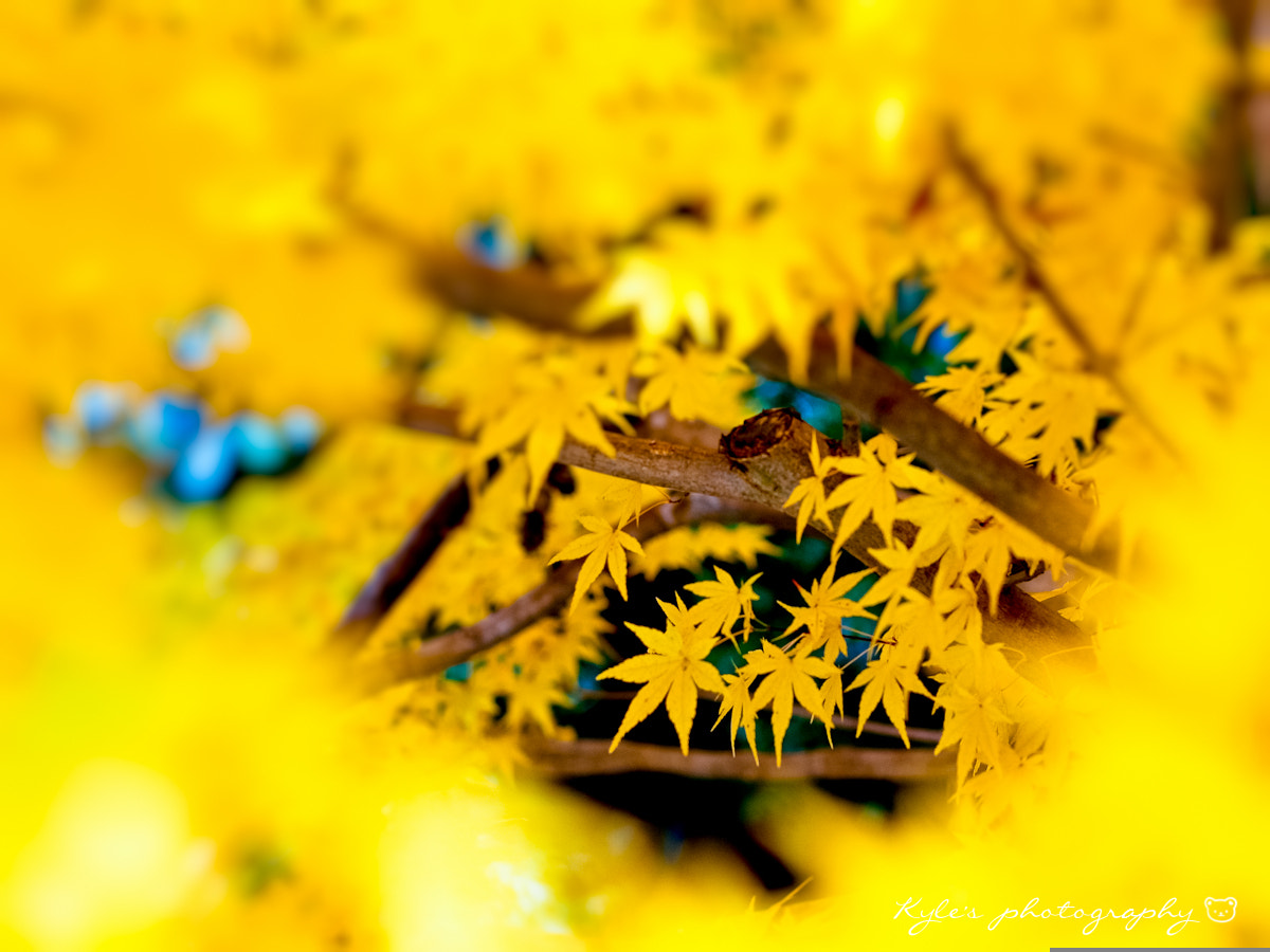 OLYMPUS 50mm Lens sample photo. Maple photography