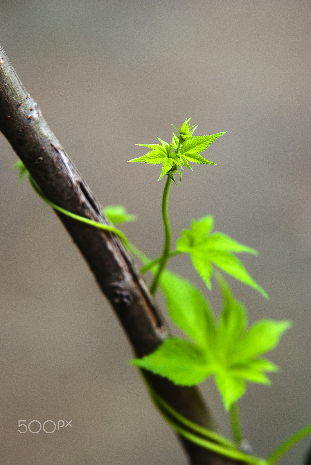 Sigma 70-200mm F2.8 EX DG Macro HSM II sample photo. 依附 photography