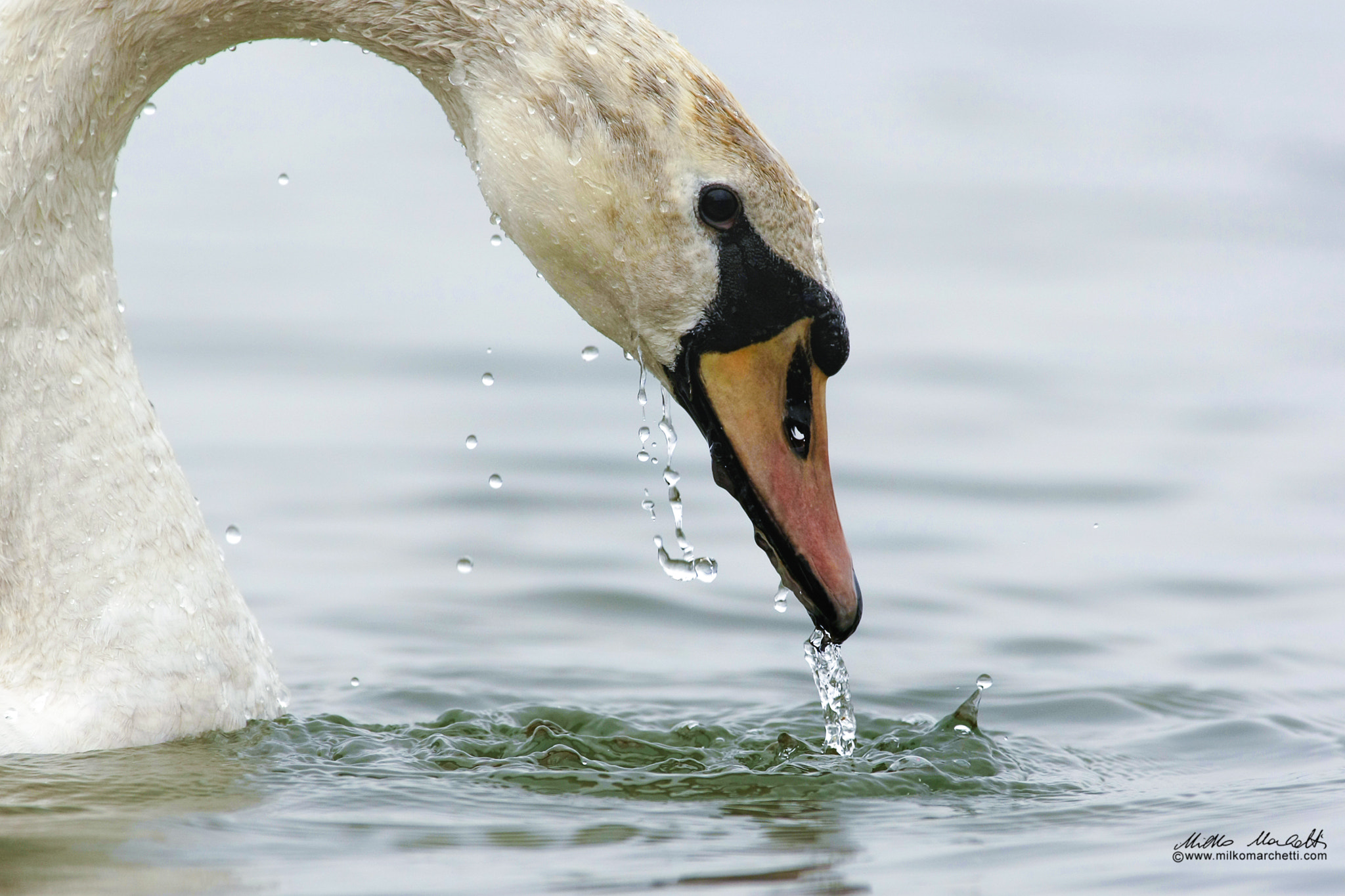 Canon EF 300mm f/2.8L sample photo. Swan photography