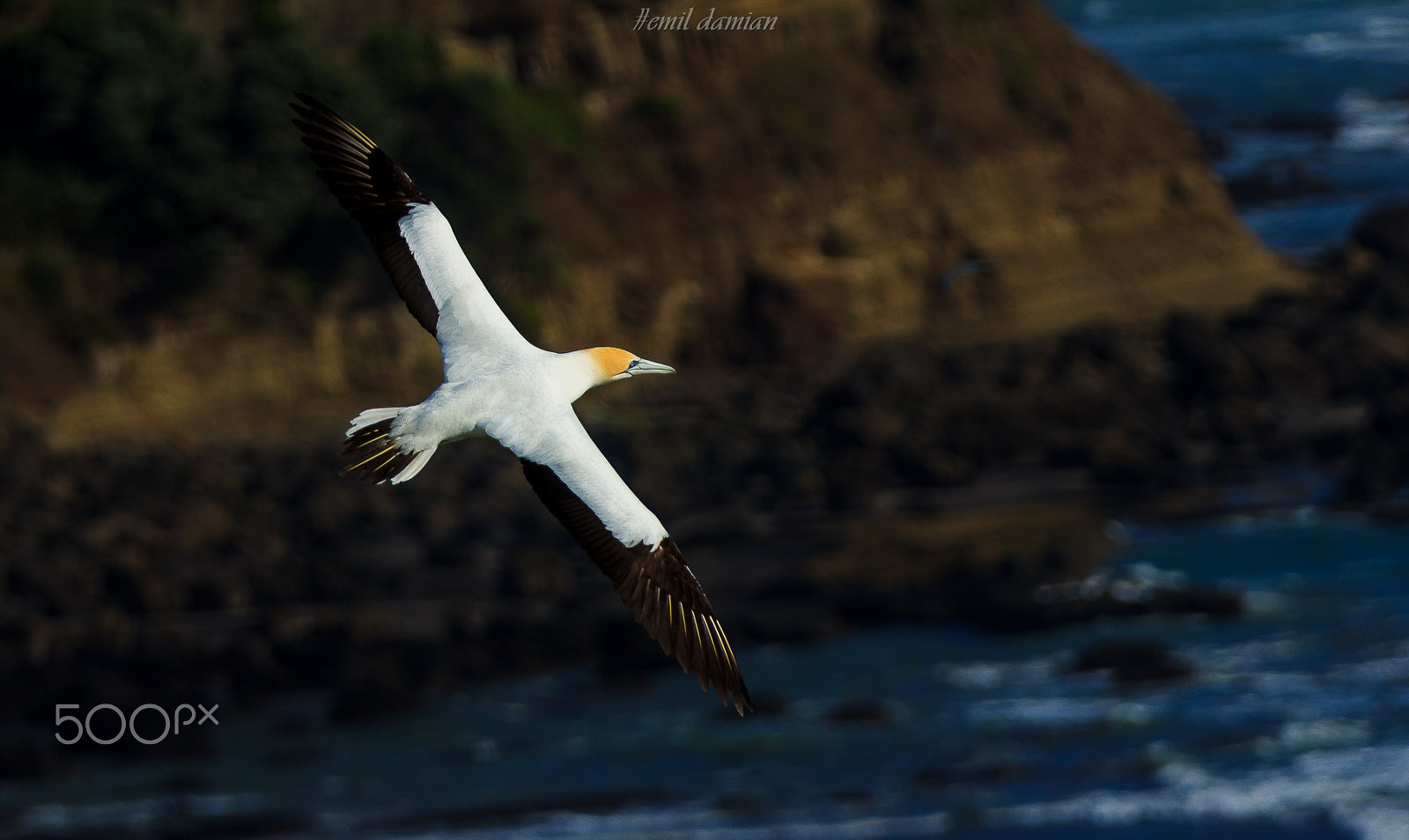Canon EF 70-200mm F2.8L IS II USM sample photo. Cruising mode photography