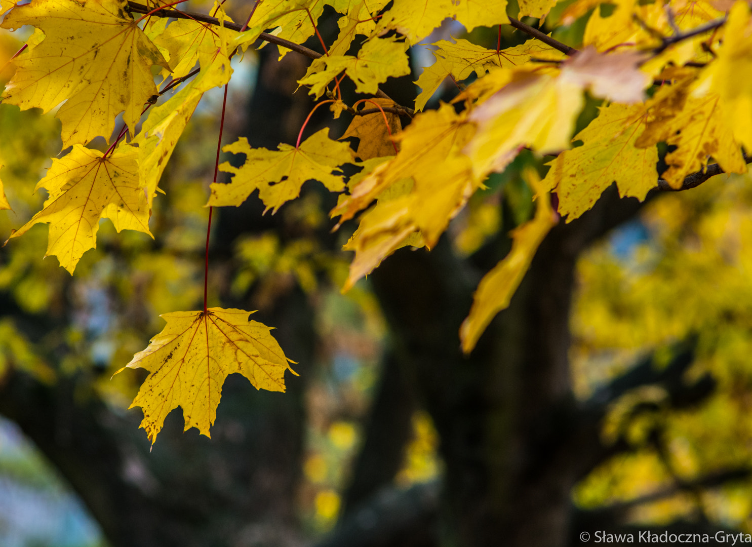 Nikon D7100 + AF Zoom-Nikkor 70-210mm f/4 sample photo. Autumn photography