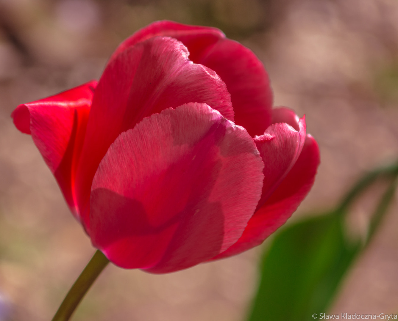 Nikon D7100 + AF Zoom-Nikkor 70-210mm f/4 sample photo. Tulip photography