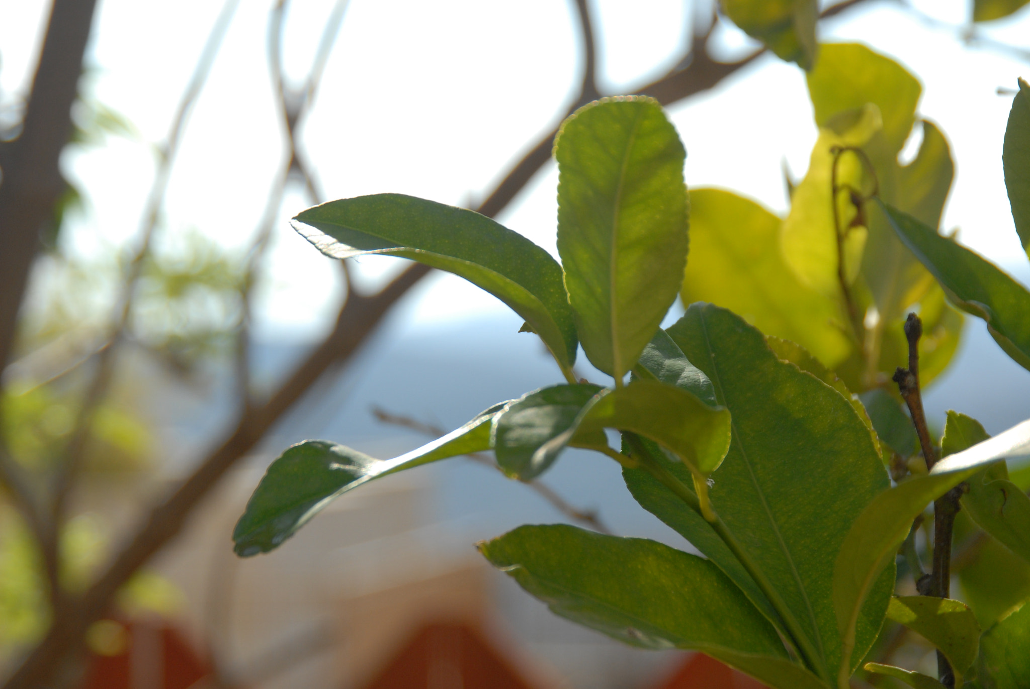 Nikon D200 sample photo. Good morning photography