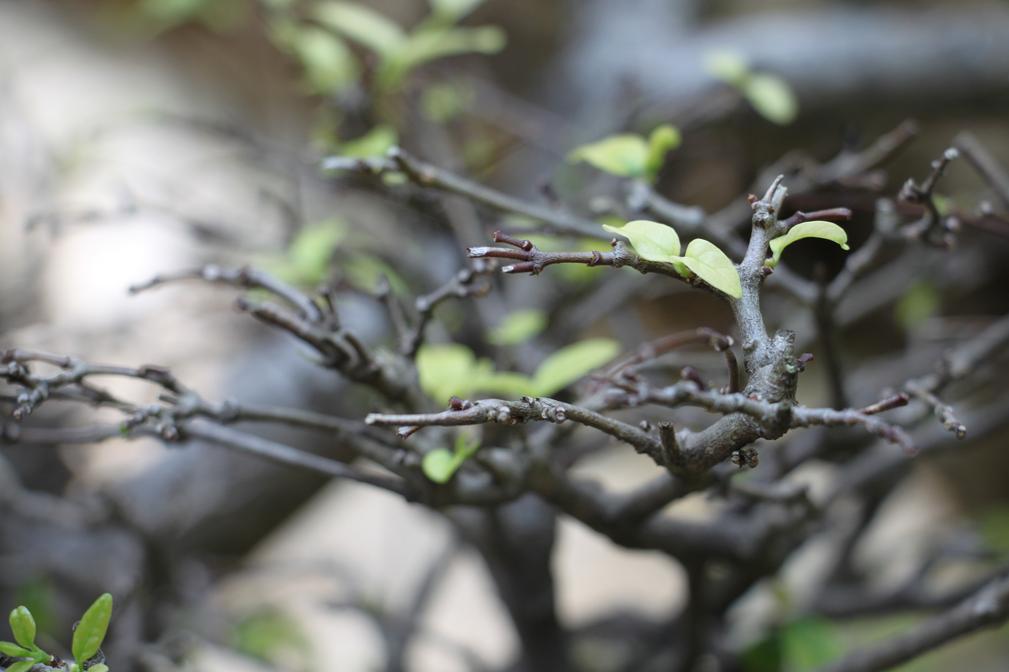 Canon EF-S 18-135mm F3.5-5.6 IS STM sample photo