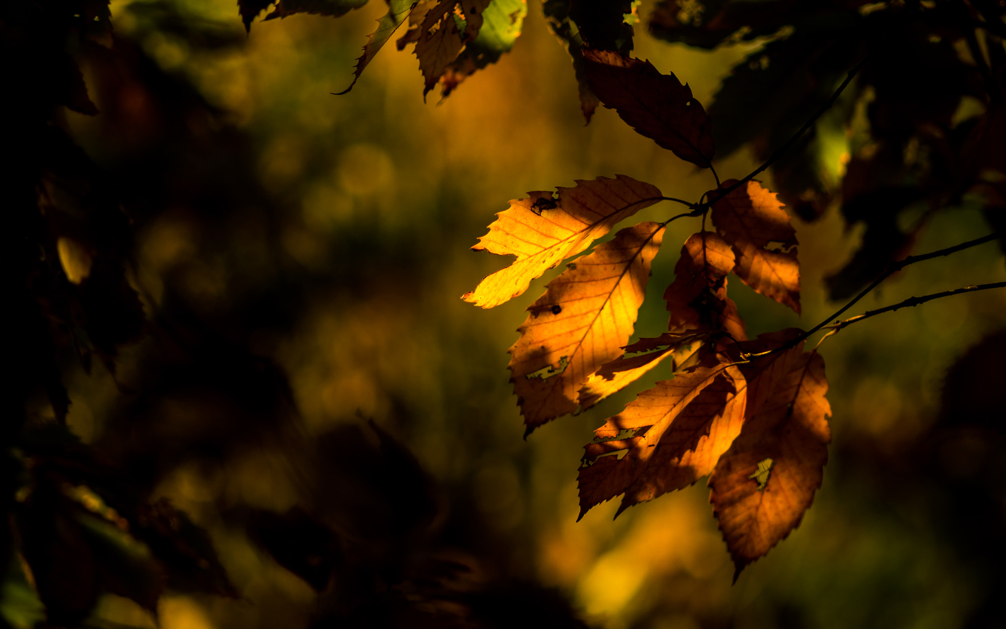 Nikon D5200 + AF Micro-Nikkor 105mm f/2.8 sample photo. Enlightened photography