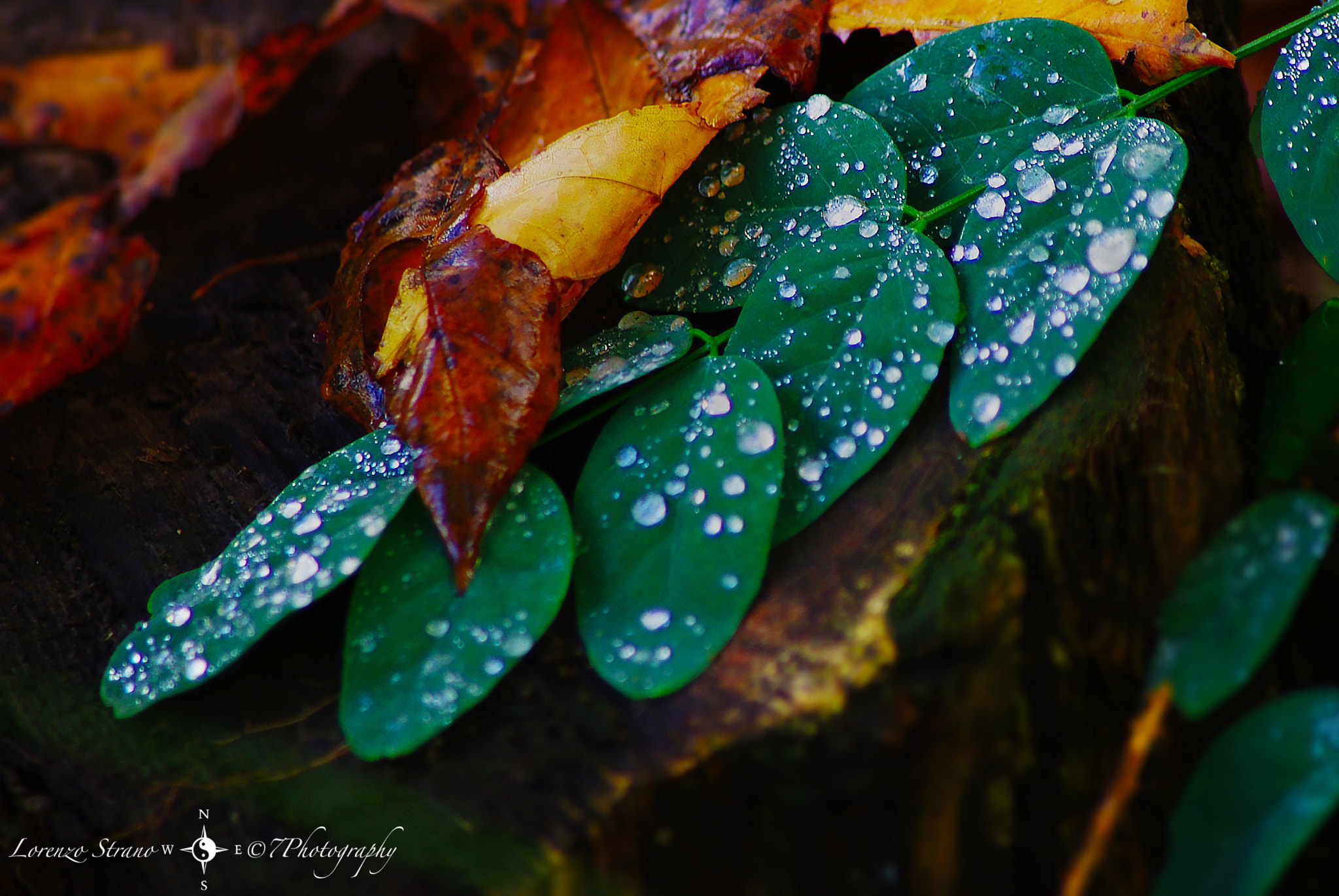 Pentax K200D sample photo. Forest's tears photography