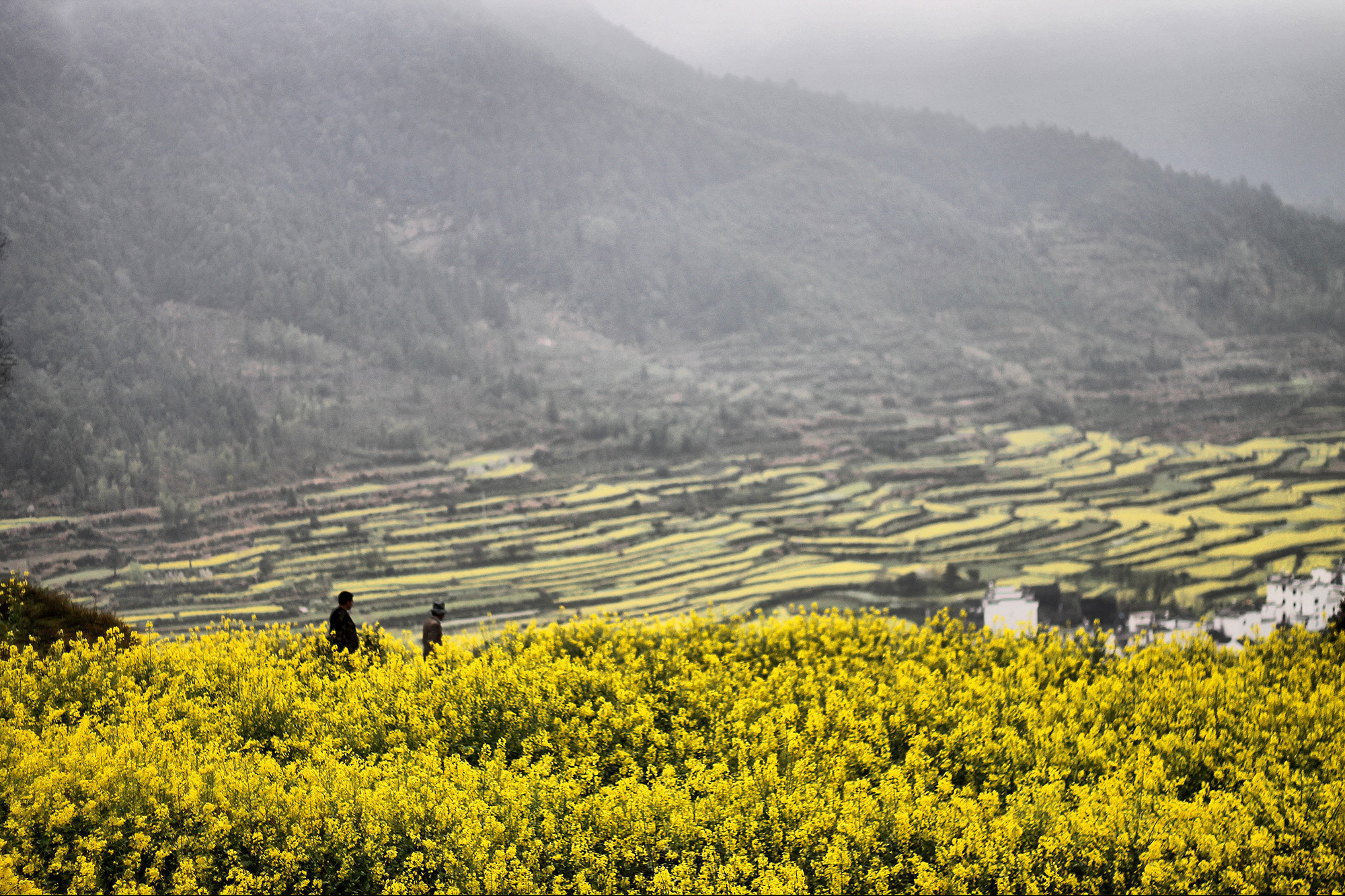 Canon EOS 1100D (EOS Rebel T3 / EOS Kiss X50) sample photo. Spring wuyuan photography