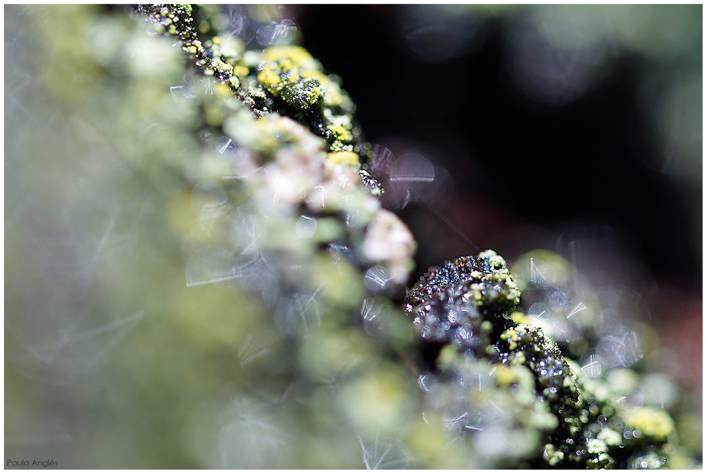 Sony a99 II + 90mm F2.8 Macro SSM sample photo. Green photography