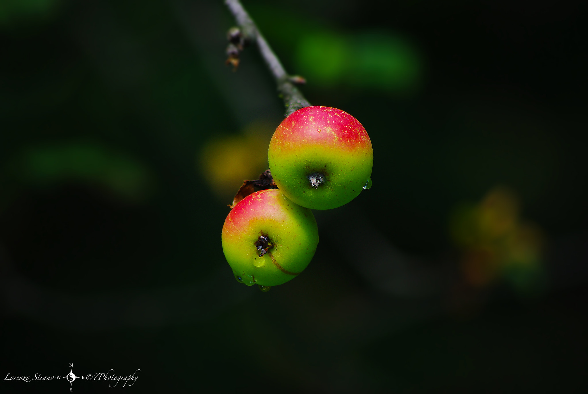 Pentax smc DA 55-300mm F4.0-5.8 ED sample photo. Twins photography
