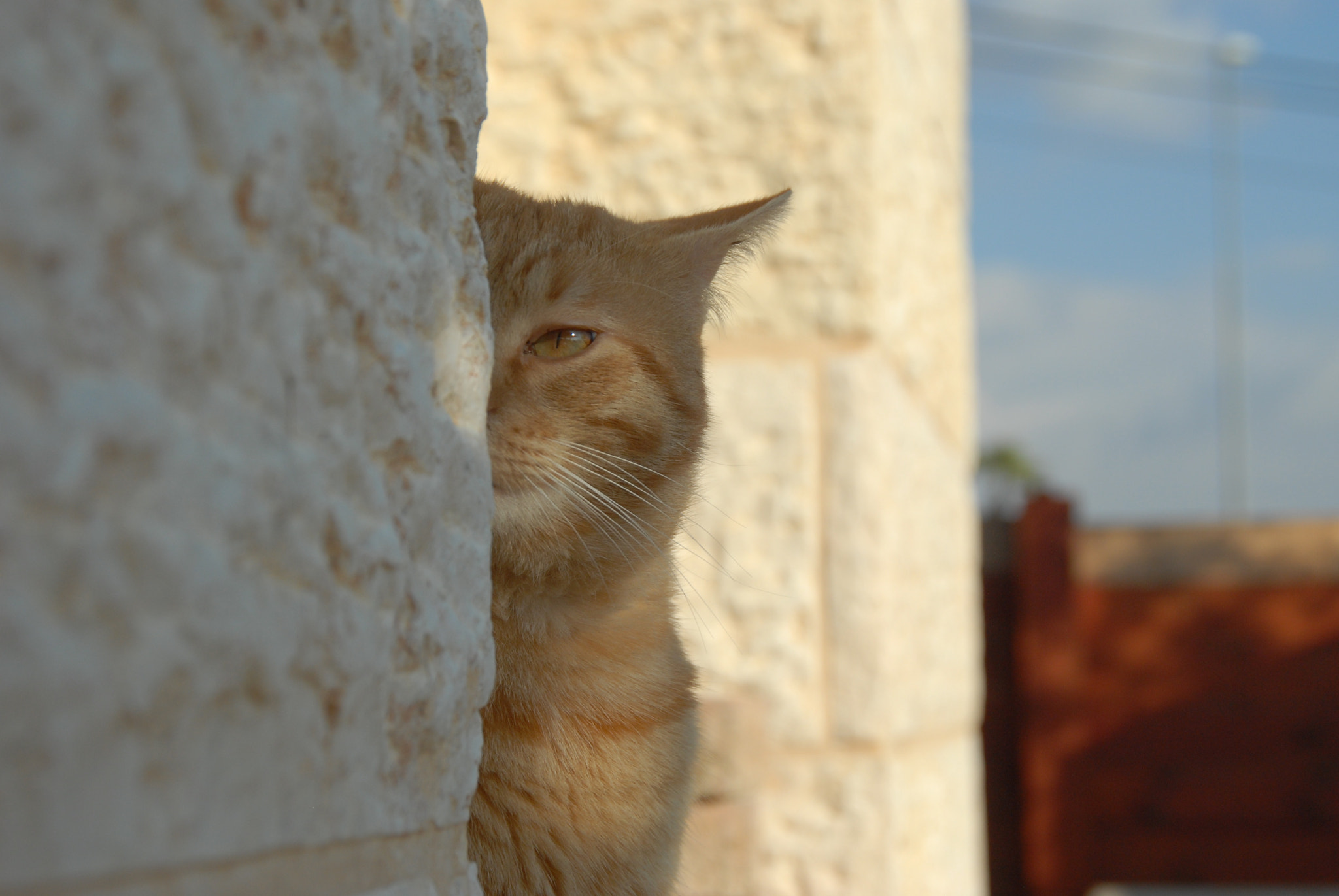 Nikon D200 sample photo. The cat sneaking around photography