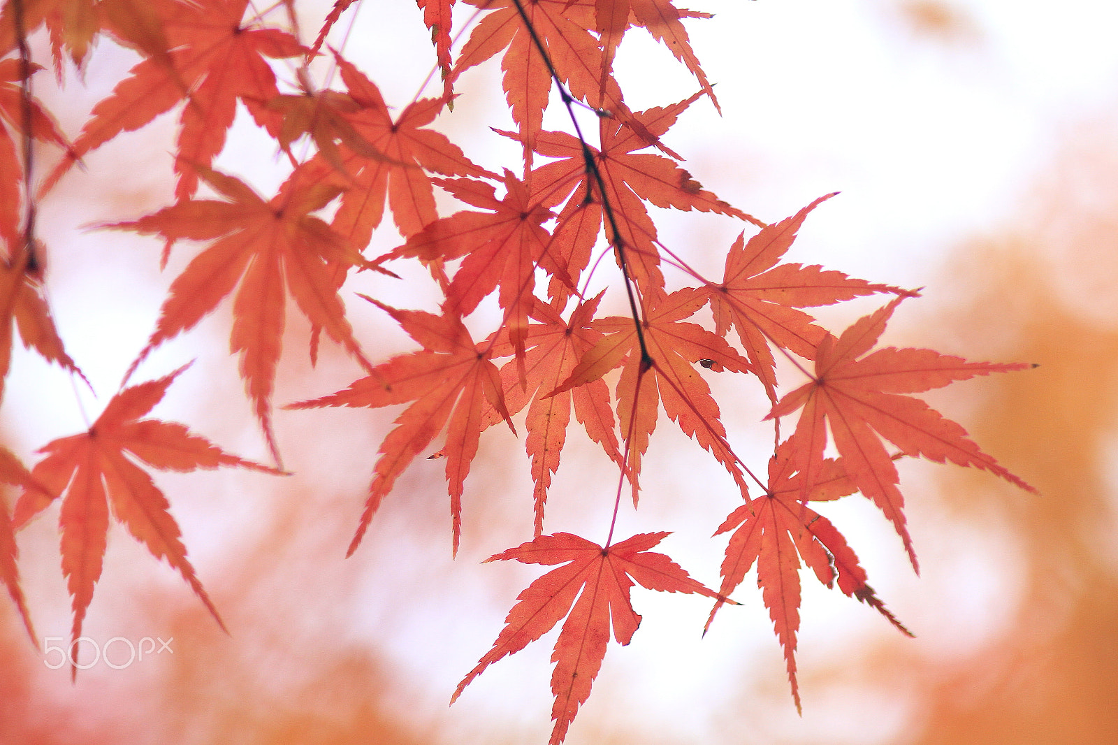 Canon EOS 7D + Canon EF 200mm F2.8L II USM sample photo. Red leaves photography