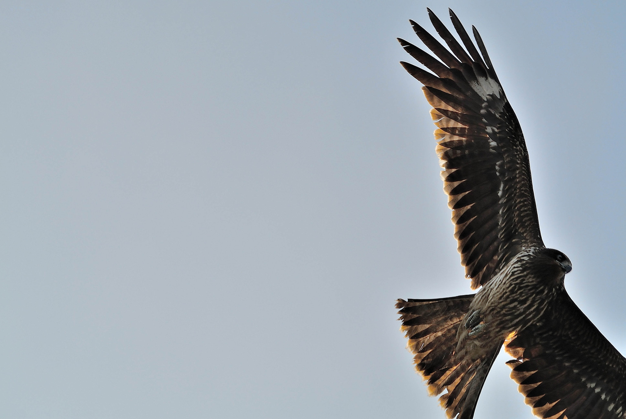 Nikon 1 V1 + VR 55-200mm f/4-5.6G sample photo. Enoshima20151212 photography