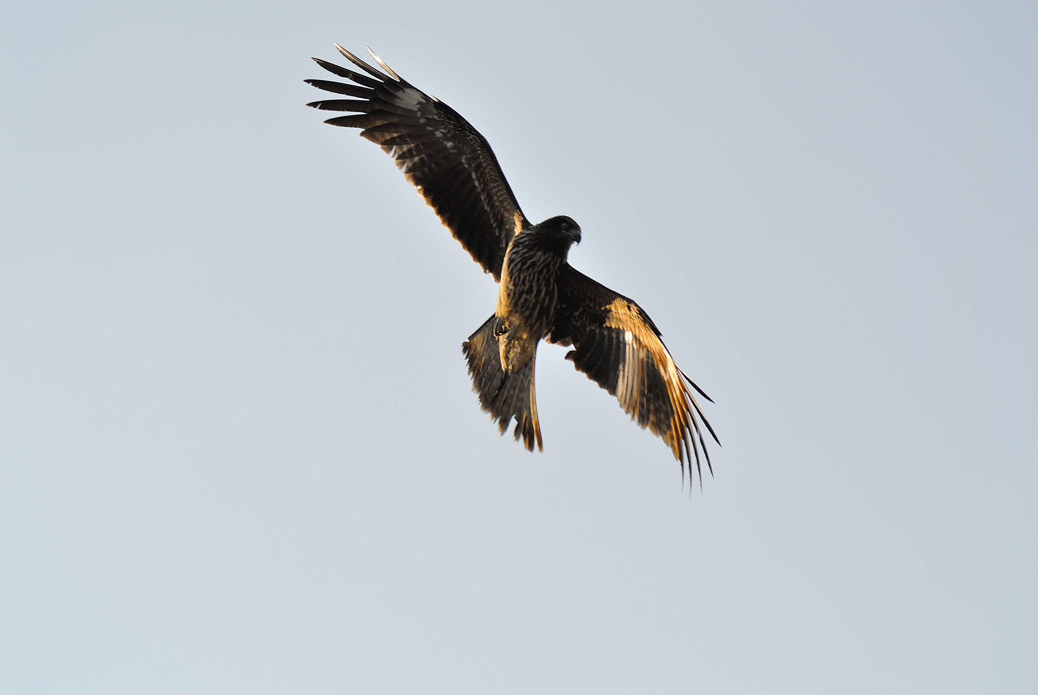 Nikon 1 V1 + VR 55-200mm f/4-5.6G sample photo. Enoshima20151212 photography