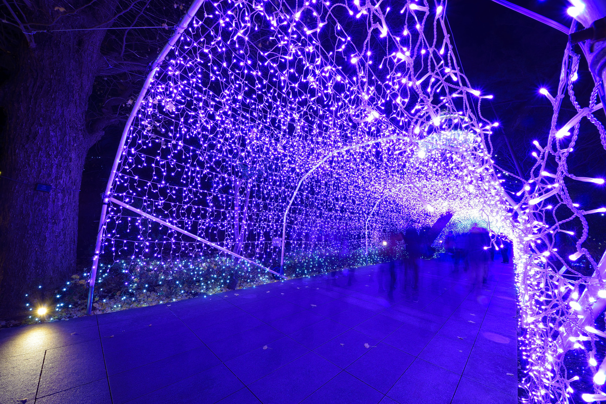 Sigma 8-16mm F4.5-5.6 DC HSM sample photo. Enoshima20151212 photography