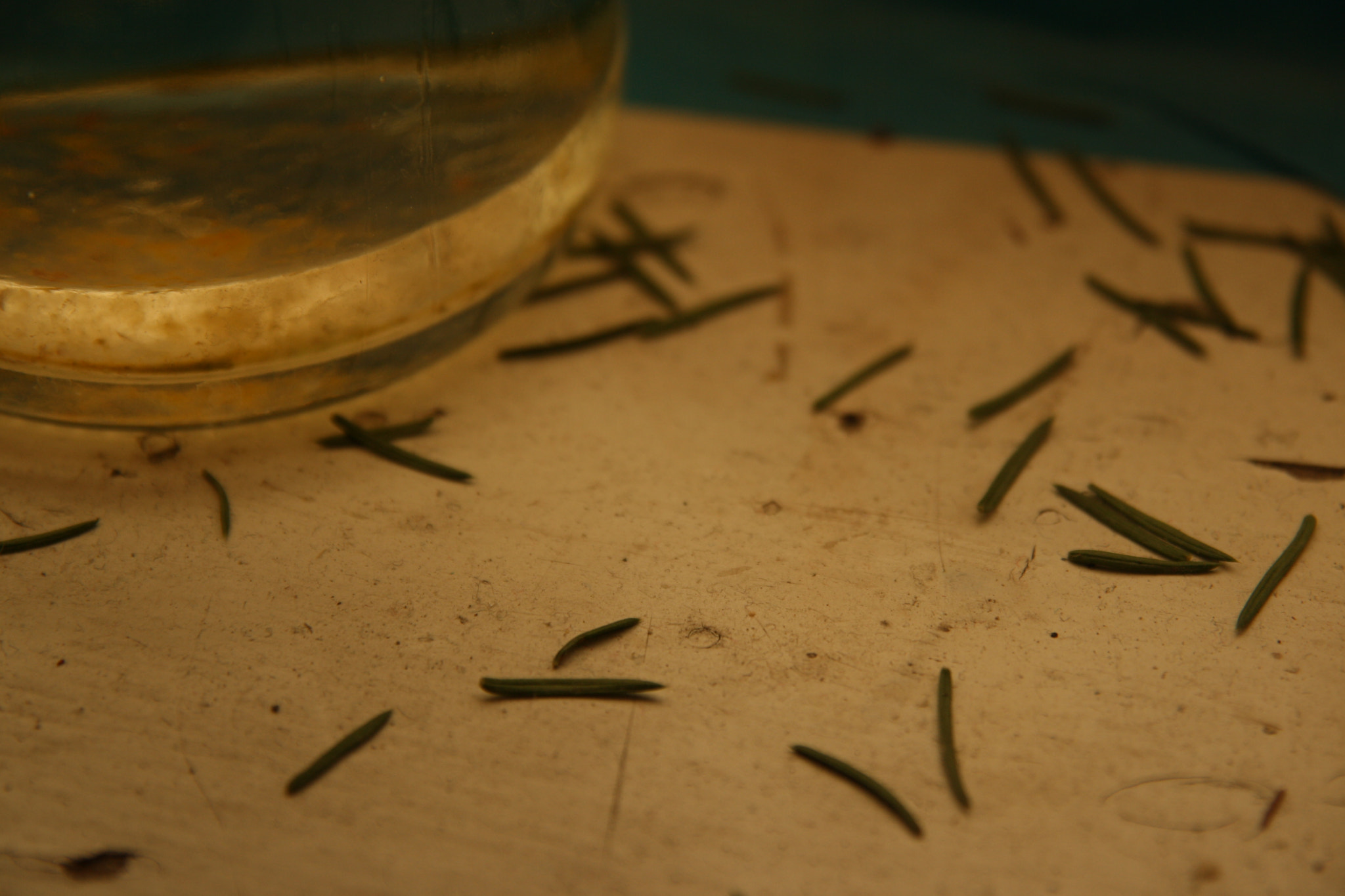 Sigma 17-70mm F2.8-4 DC Macro OS HSM sample photo. Christmas tree's needles photography