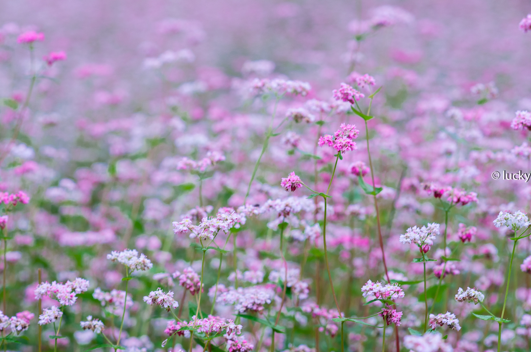 Nikon D300S + Nikon AF Nikkor 85mm F1.8D sample photo. Tam giac mach flower photography