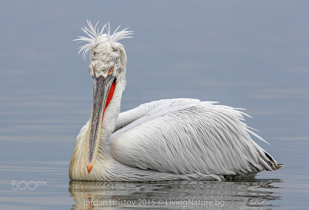 Canon EOS 60D + Canon EF 400mm F5.6L USM sample photo. Bad hair day photography