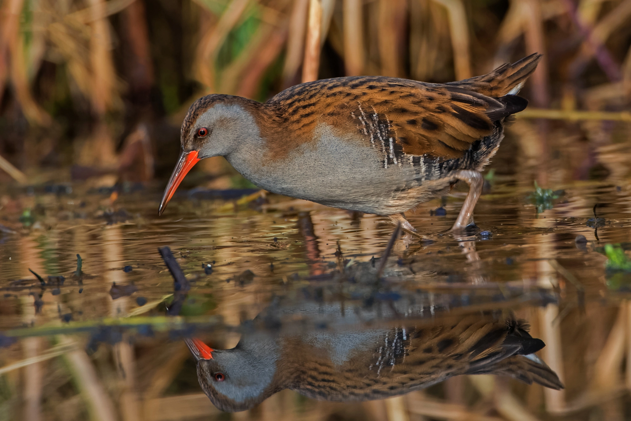 Canon EF 70-200mm F4L USM sample photo. Water rail photography