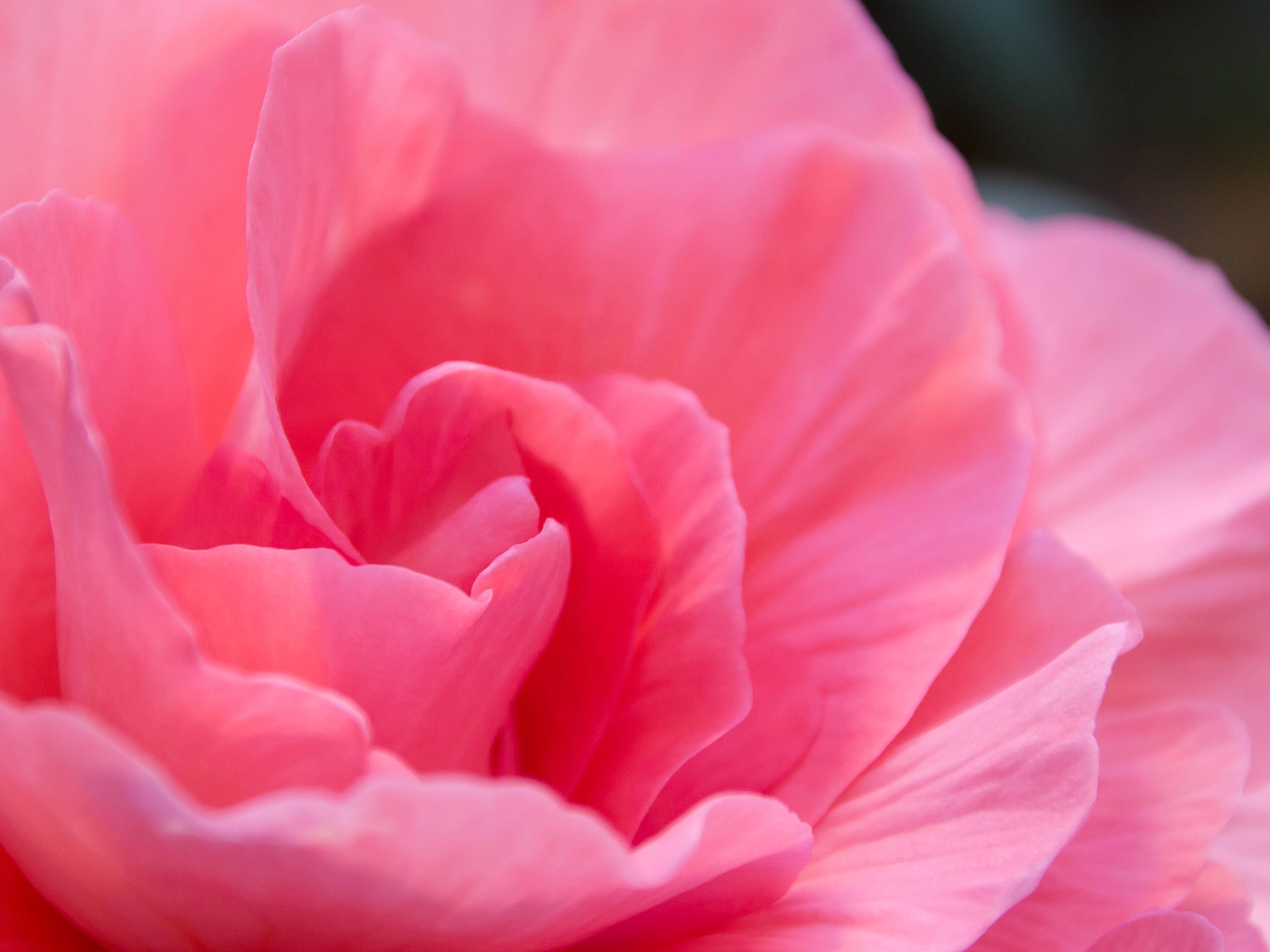 Canon EOS 100D (EOS Rebel SL1 / EOS Kiss X7) sample photo. Begonia 20150430_3 photography