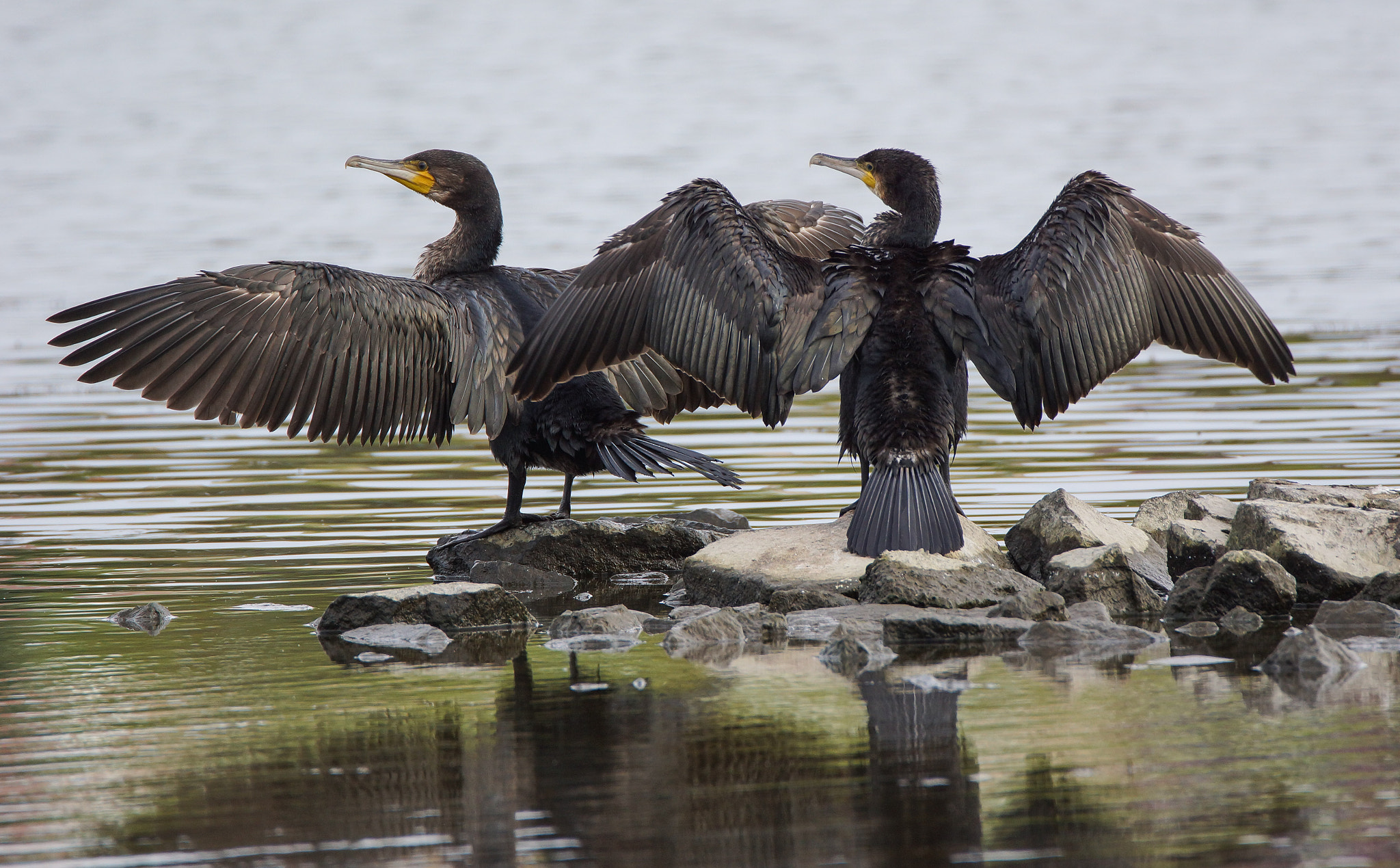 Sony SLT-A65 (SLT-A65V) + Tamron SP 150-600mm F5-6.3 Di VC USD sample photo. Drying photography