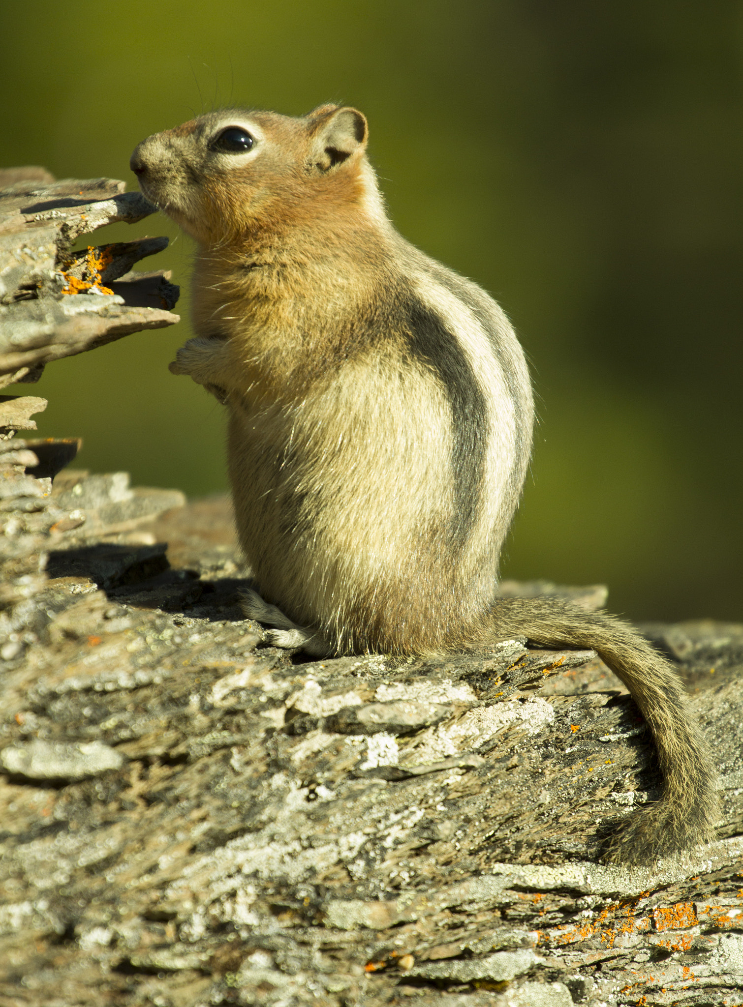 Canon EF 70-200mm F4L USM sample photo. Chipmunk photography