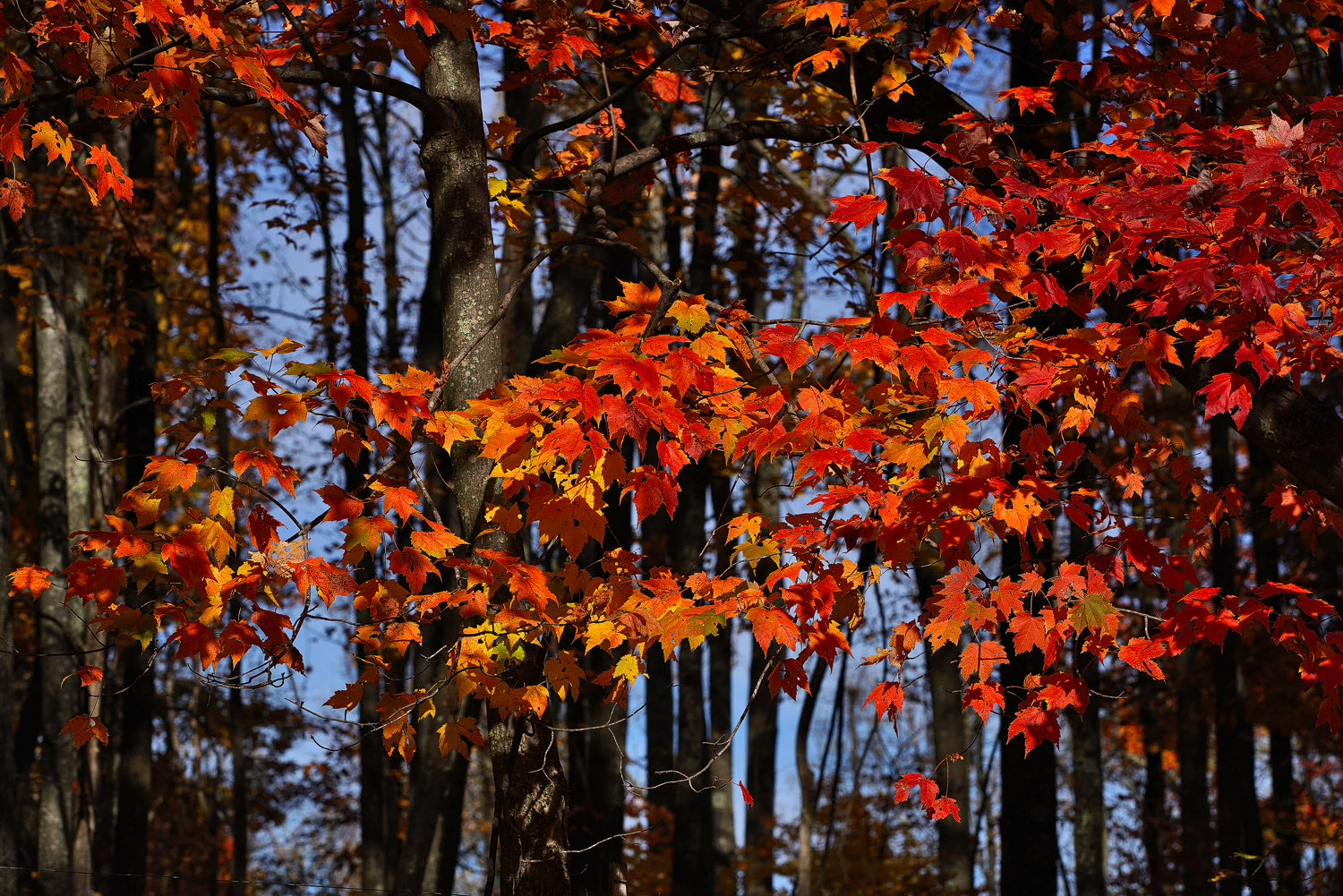 70-200mm F2.8 G SSM OSS II sample photo. Yellow spectrum photography