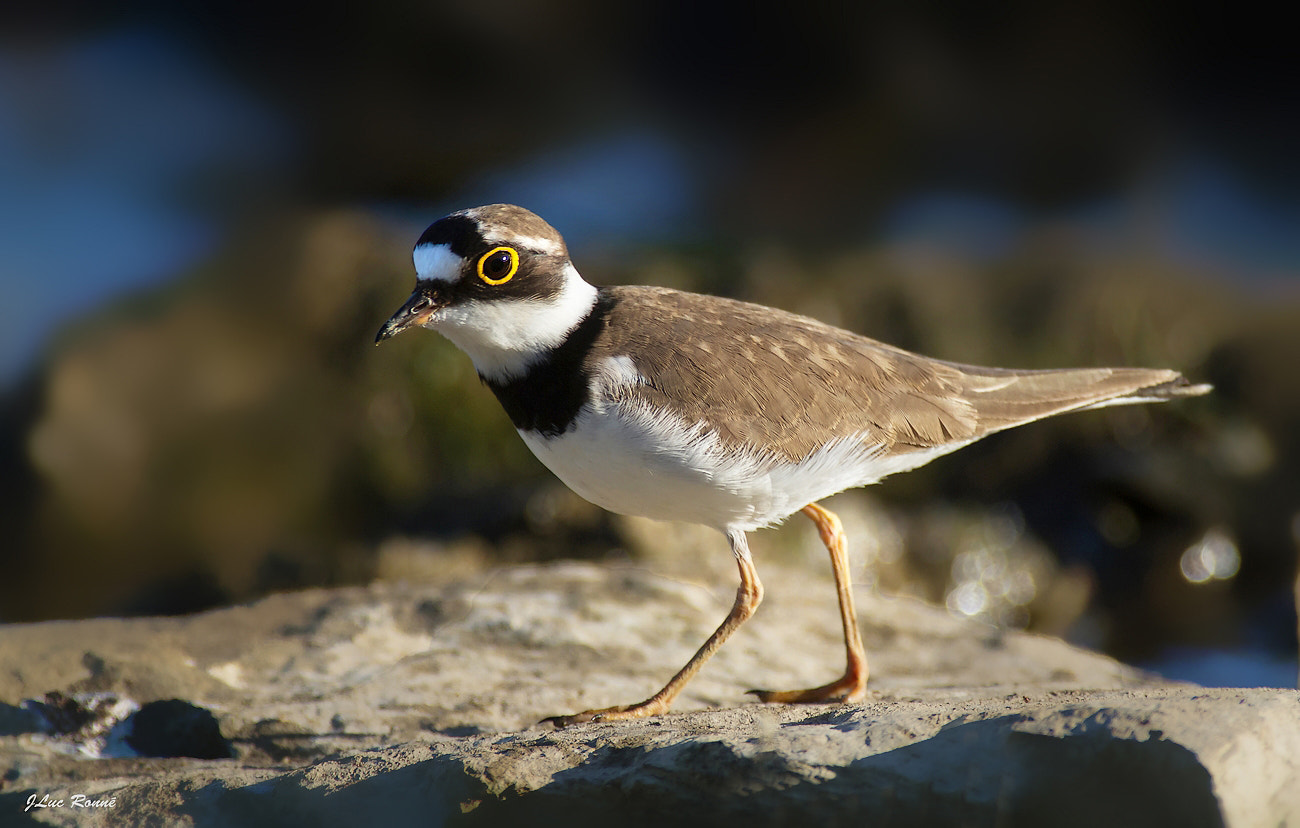 EF300mm f/2.8L USM +2.0x sample photo. Charadrius dubius photography