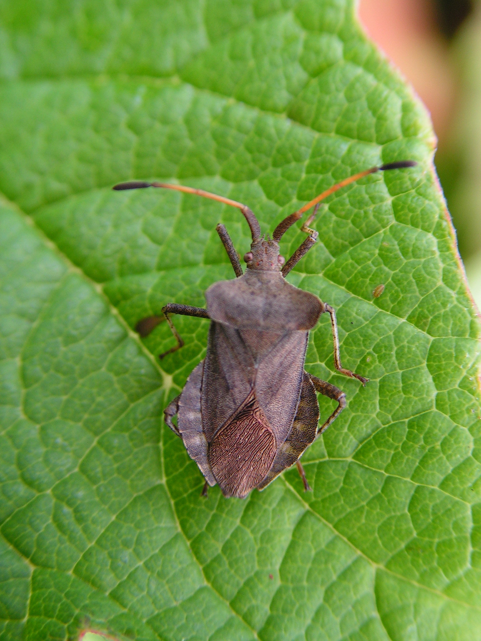 KONICA MINOLTA DiMAGE Z10 sample photo. Shield bug photography