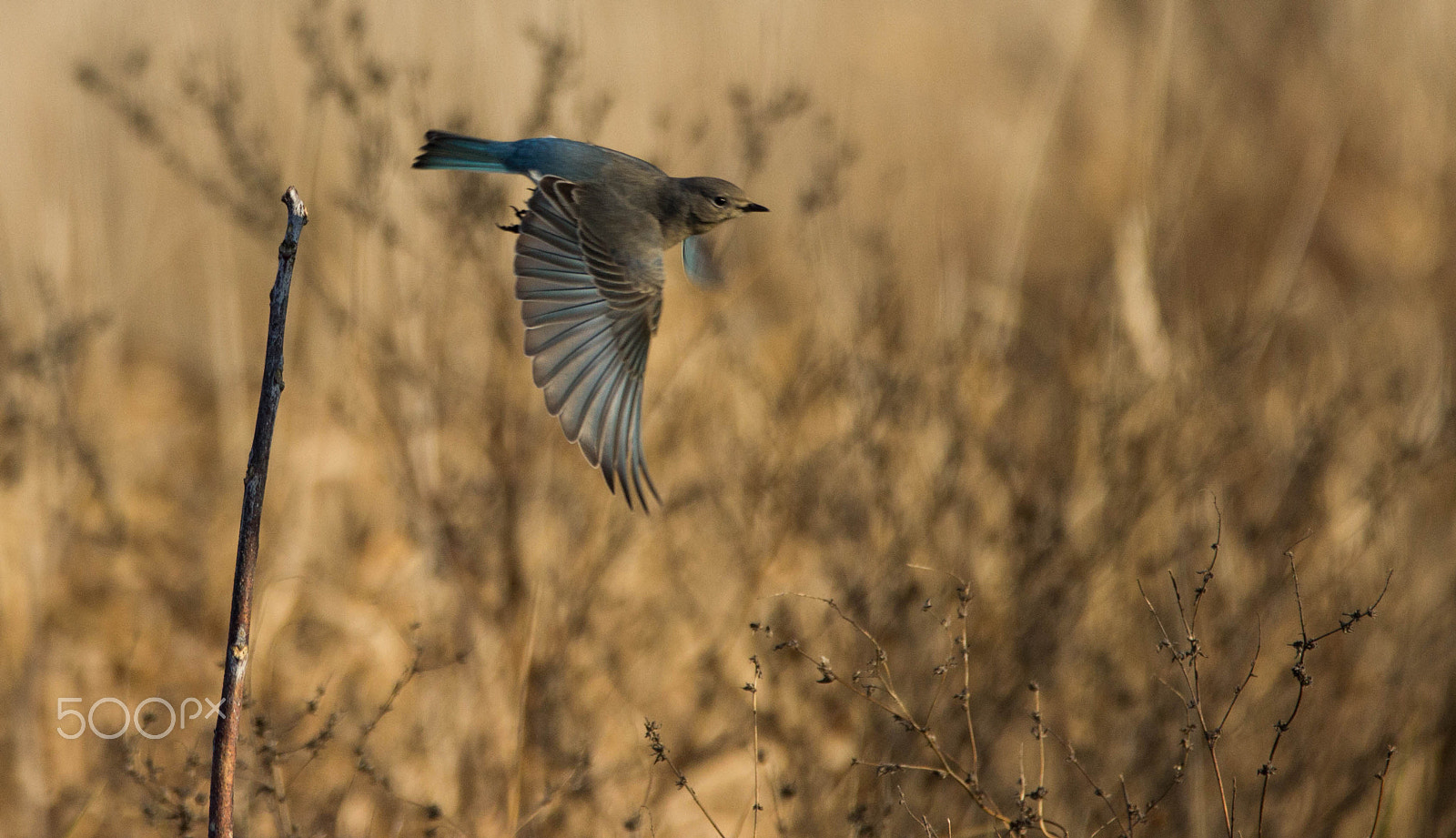 Sigma 150-600mm F5-6.3 DG OS HSM | C sample photo. Mountain bluebird flight photography