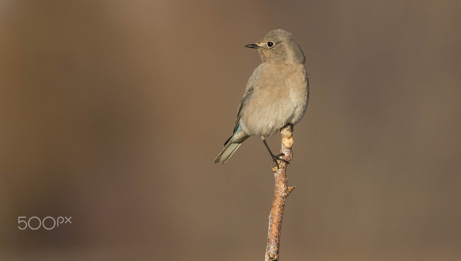Sigma 150-600mm F5-6.3 DG OS HSM | C sample photo. Perched photography