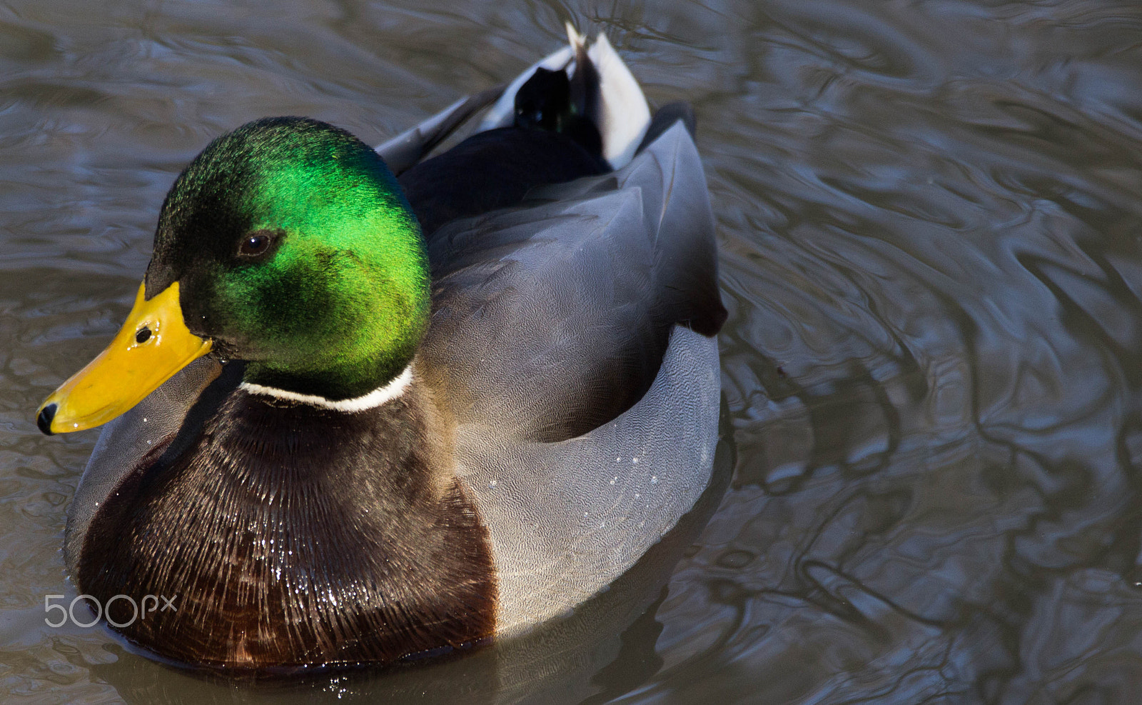 Sigma 150-600mm F5-6.3 DG OS HSM | C sample photo. Green if you please photography
