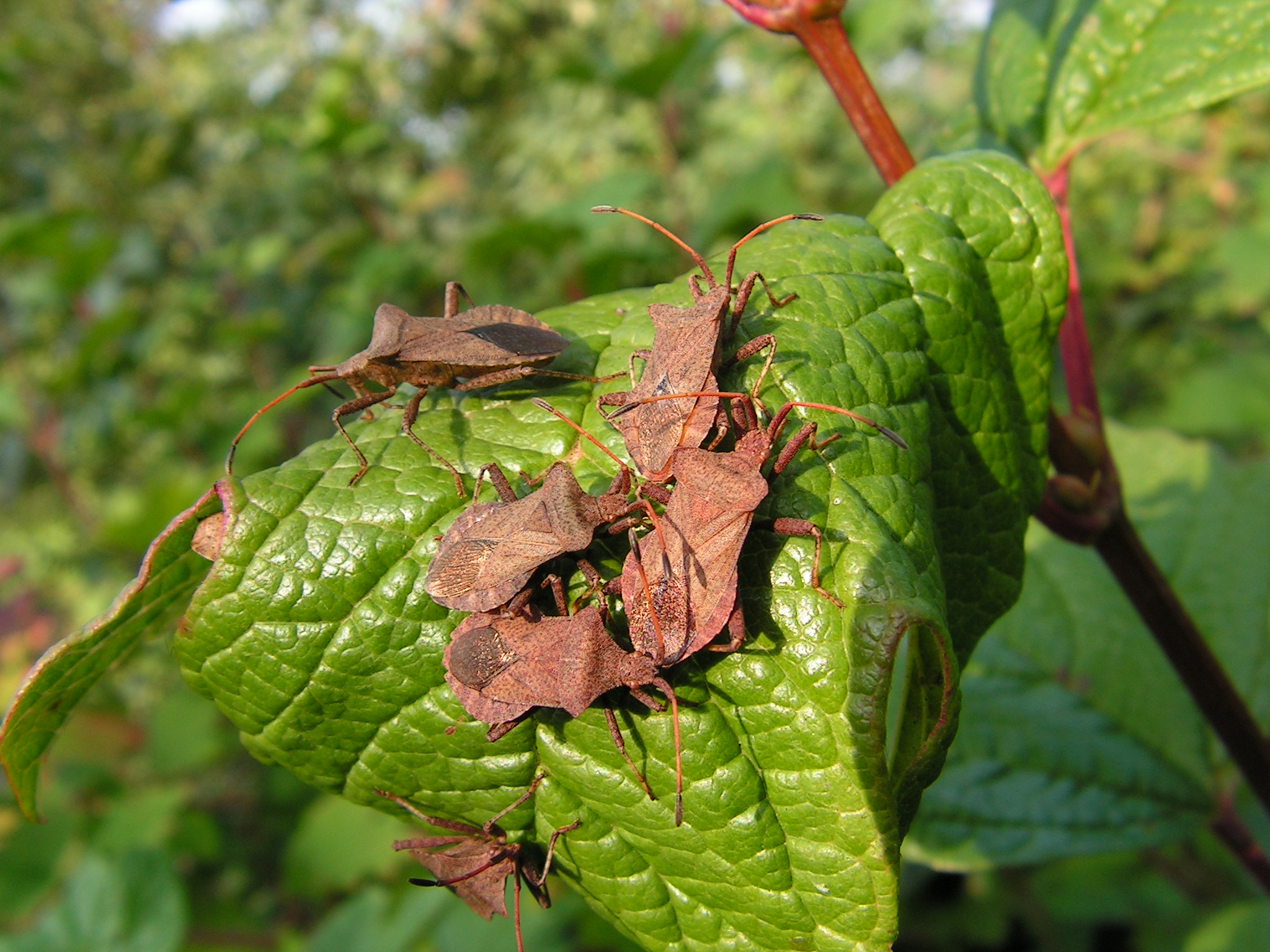 KONICA MINOLTA DiMAGE Z10 sample photo. Shield bugs on leaf photography