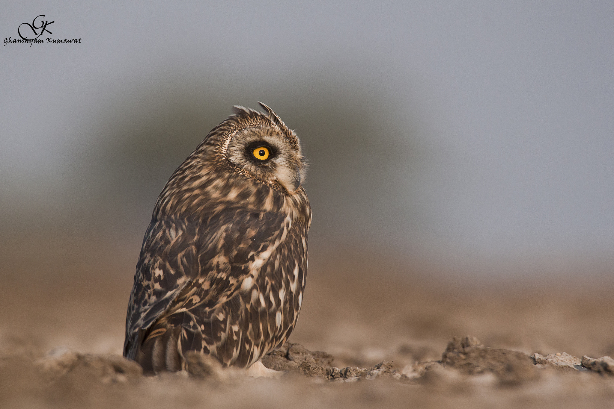 Canon EOS 500D (EOS Rebel T1i / EOS Kiss X3) sample photo. Short-eared owl photography