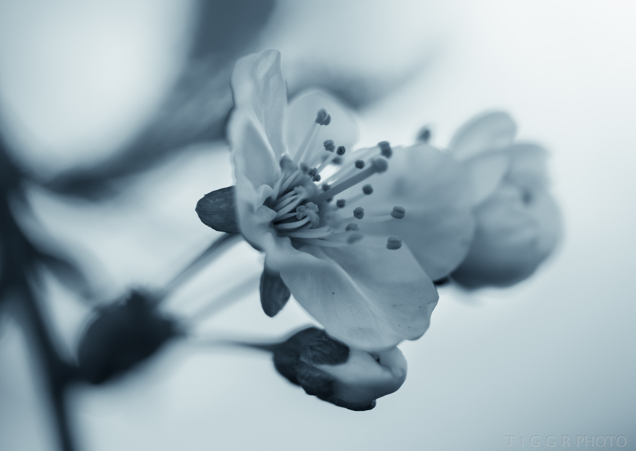 Samsung NX 60mm F2.8 Macro ED OIS SSA sample photo. I remember this dream photography