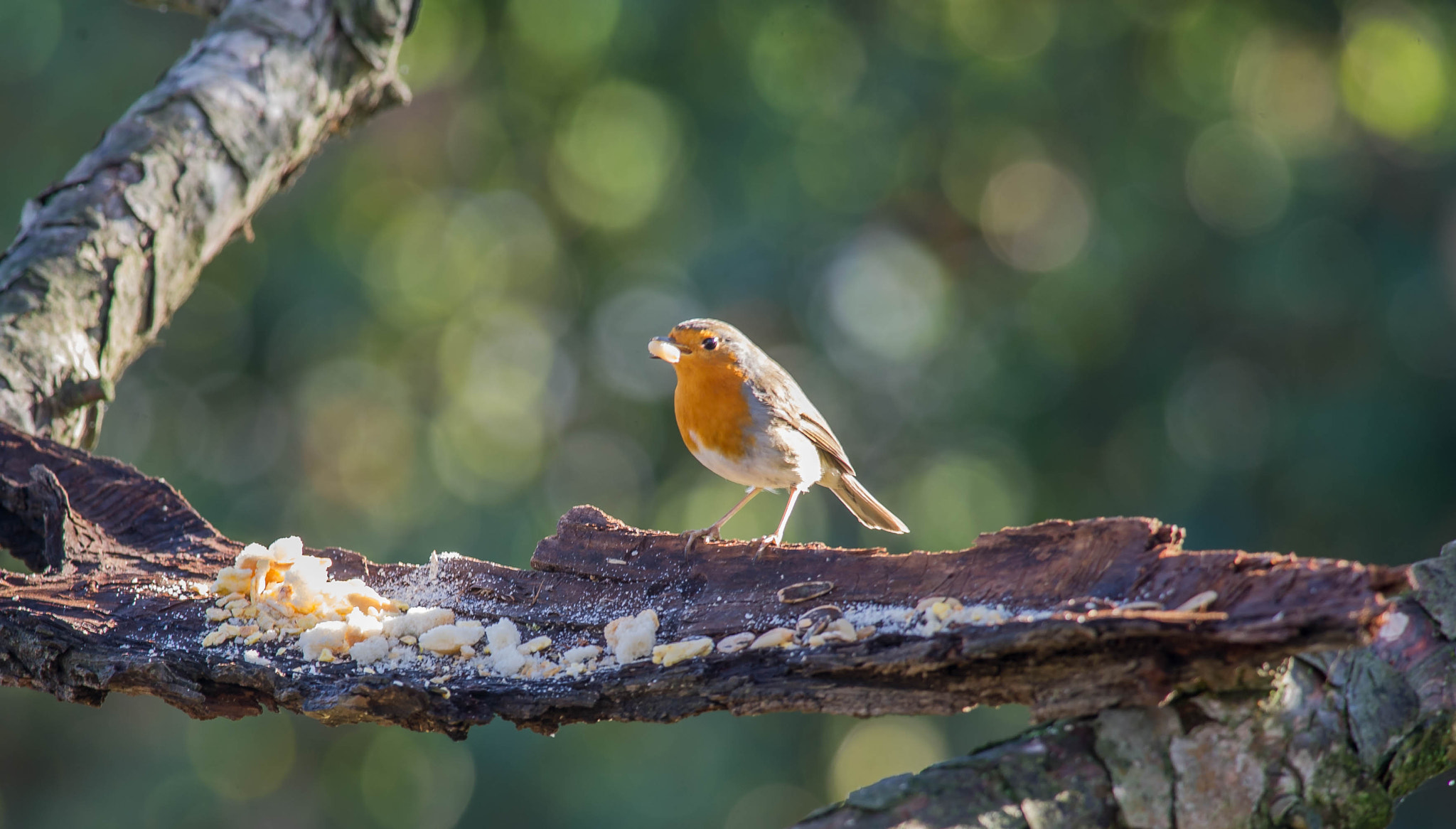 Nikon D3S + Nikon AF-S Nikkor 300mm F4D ED-IF sample photo. 23651765966.jpg photography