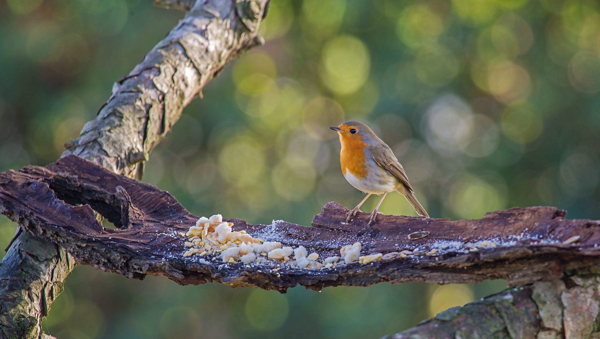 Nikon D3S + Nikon AF-S Nikkor 300mm F4D ED-IF sample photo. 23677870995.jpg photography
