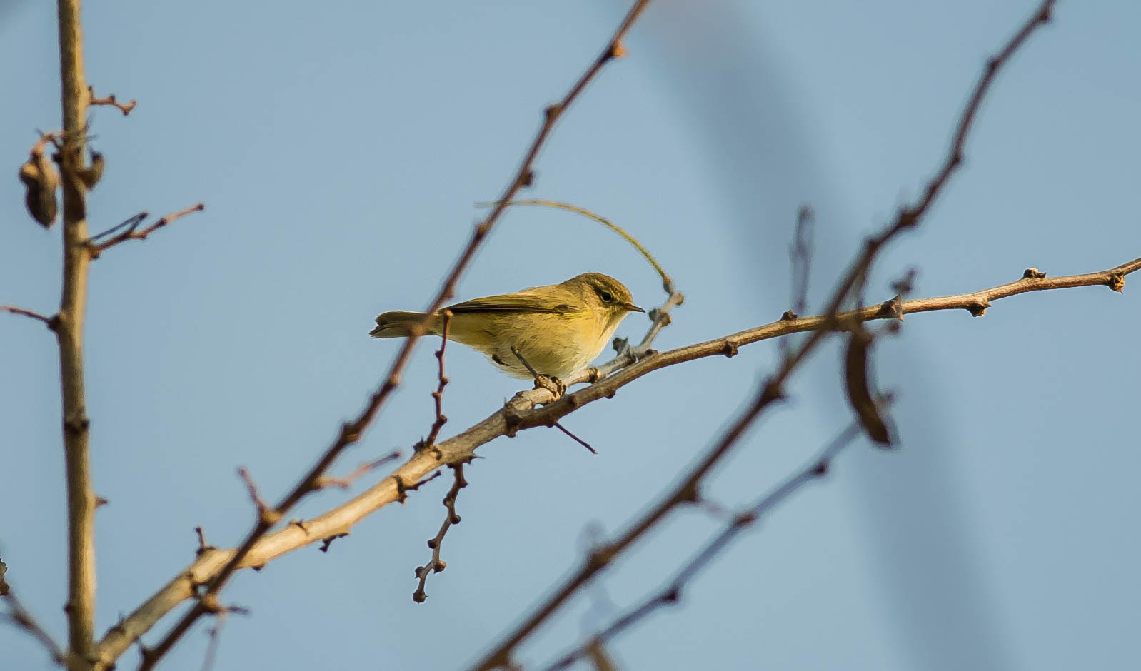 Nikon D3S + Nikon AF-S Nikkor 300mm F4D ED-IF sample photo. 22753573023.jpg photography