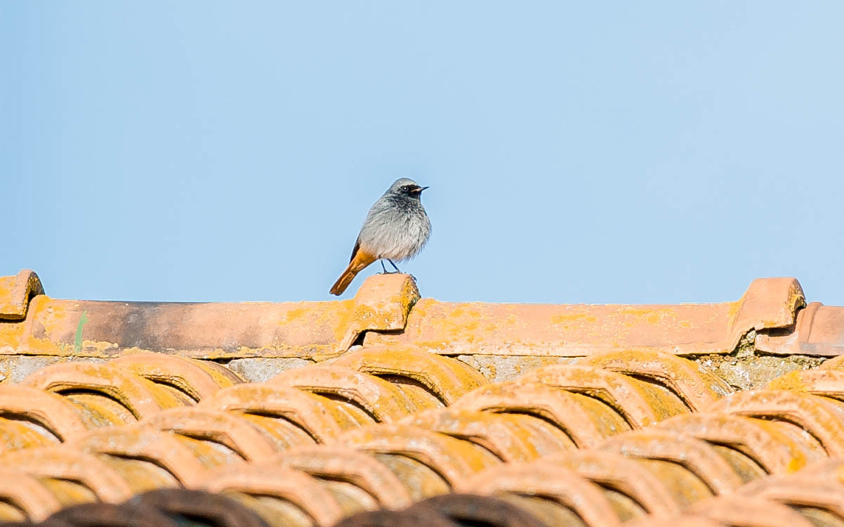 Nikon D3S + Nikon AF-S Nikkor 300mm F4D ED-IF sample photo. 23012778929.jpg photography