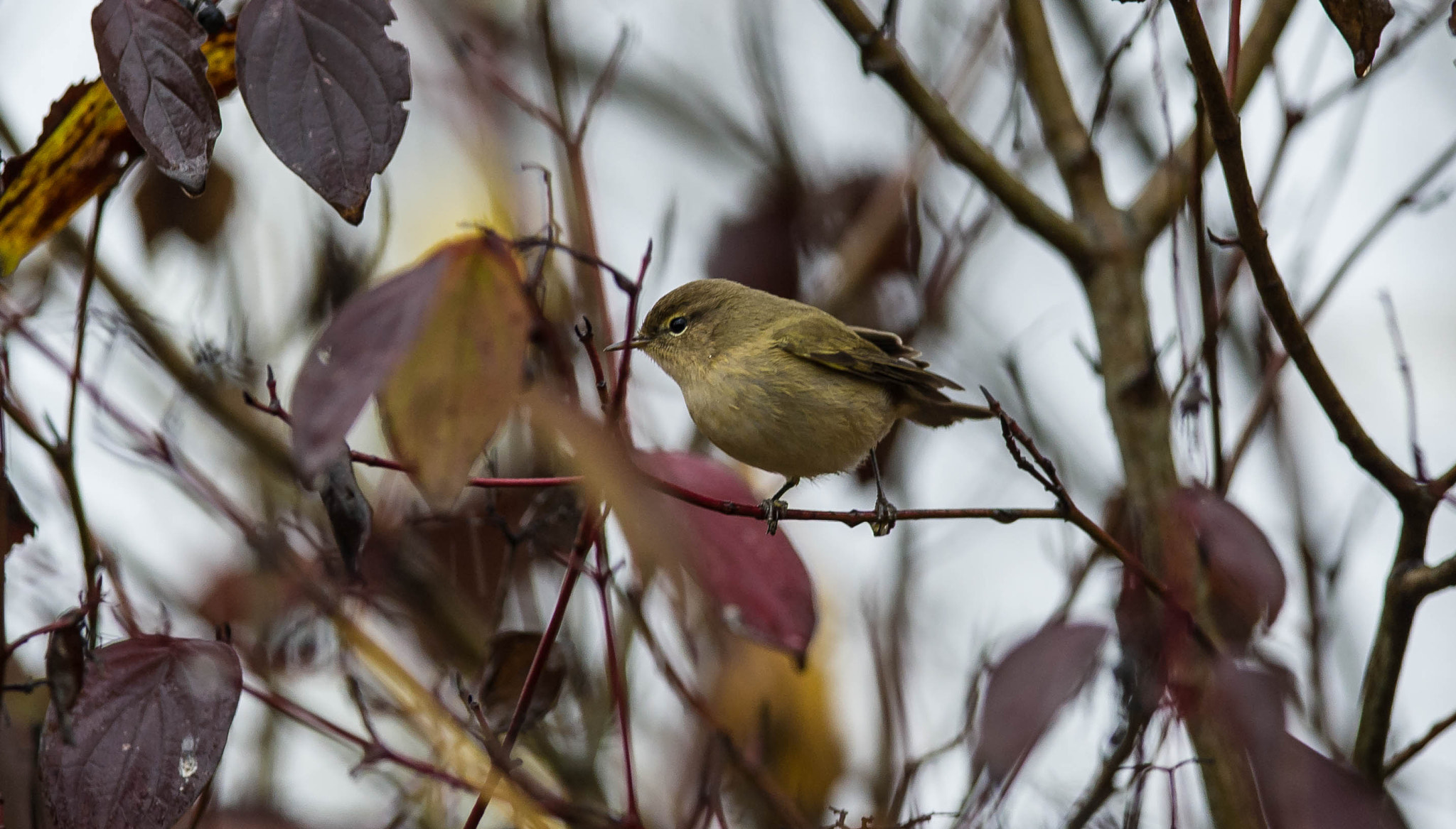 Nikon D3S + Nikon AF-S Nikkor 300mm F4D ED-IF sample photo. 23182820215.jpg photography