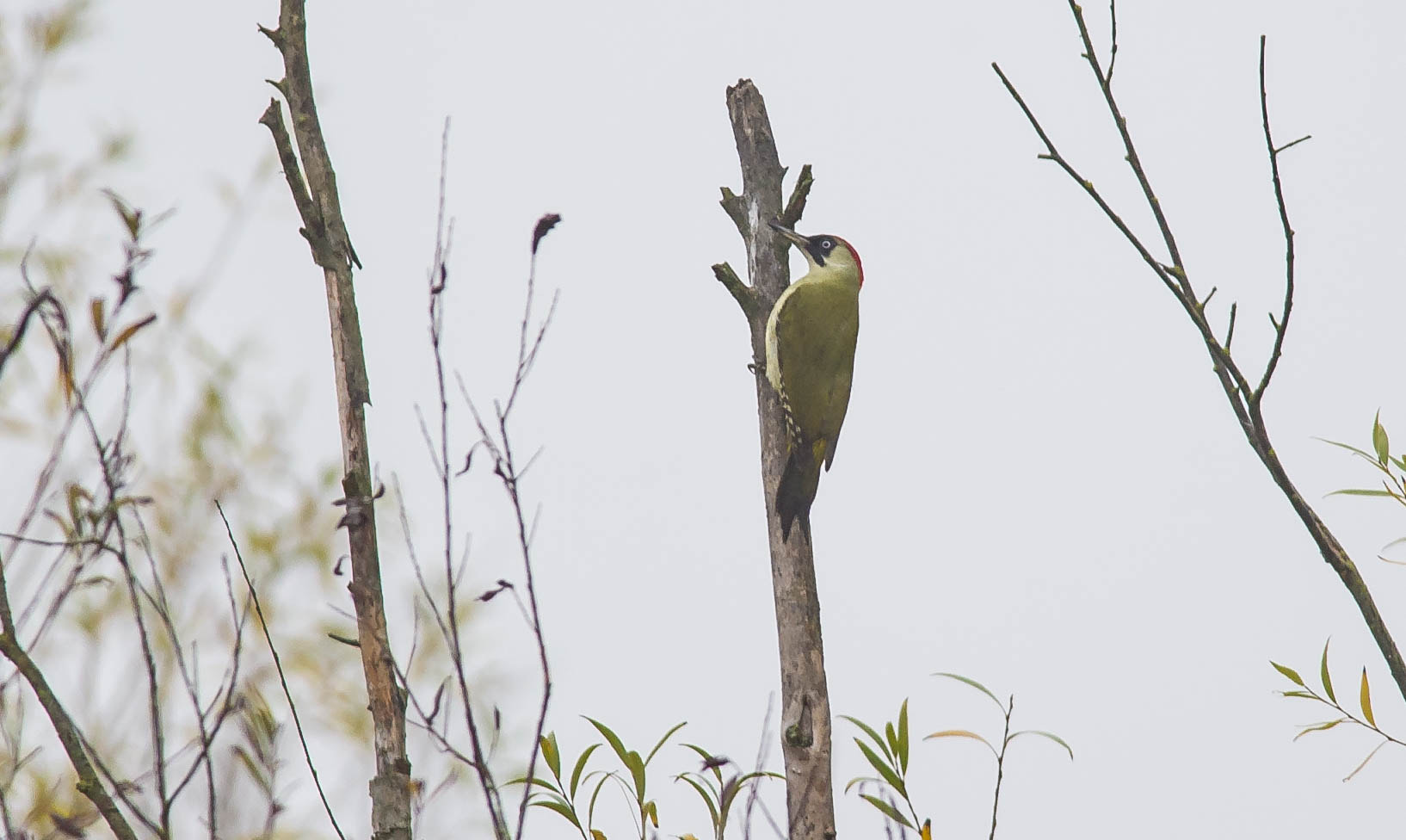 Nikon D3S + Nikon AF-S Nikkor 300mm F4D ED-IF sample photo. 22788597167.jpg photography