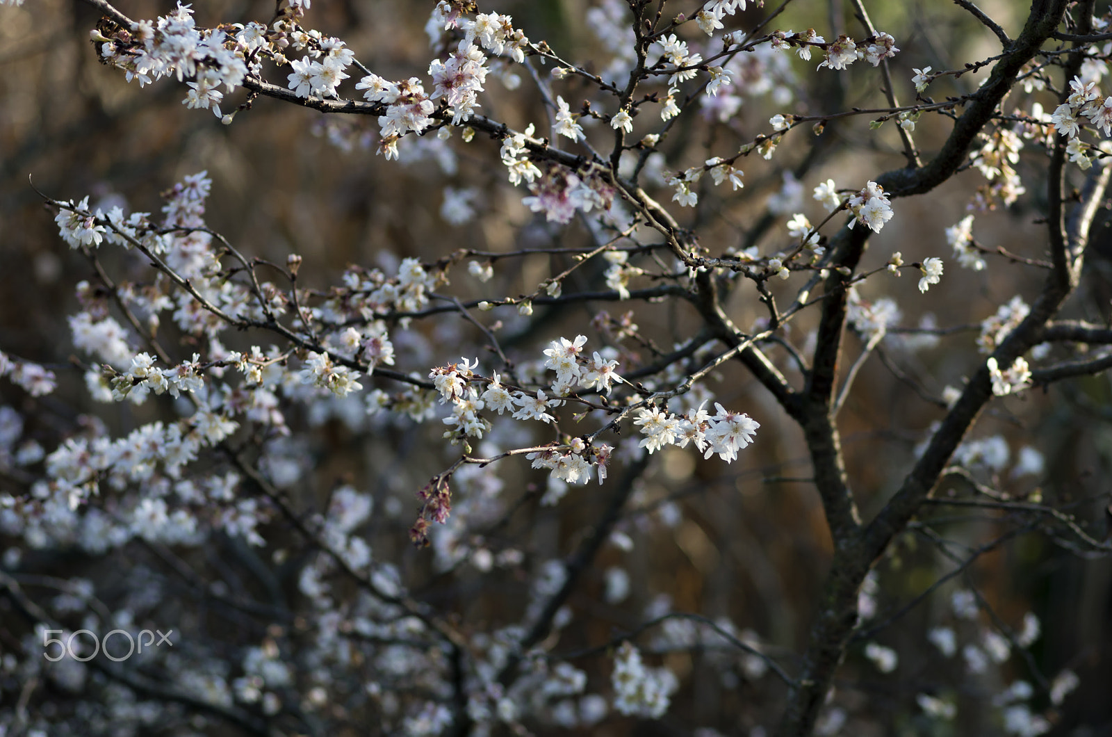 Pentax smc FA 77mm 1.8 Limited sample photo. … photography