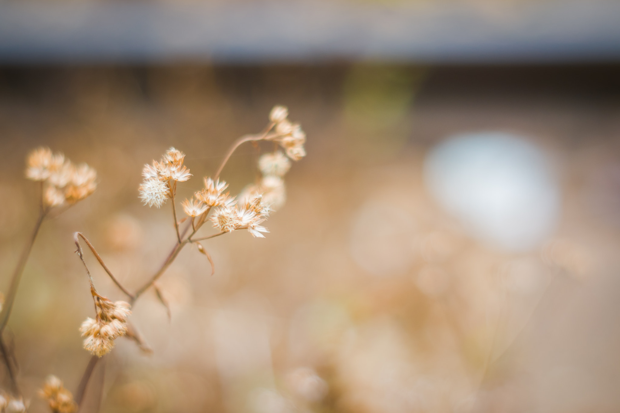 Sony Alpha DSLR-A700 + Minolta AF 50mm F1.7 sample photo. Dry grass photography