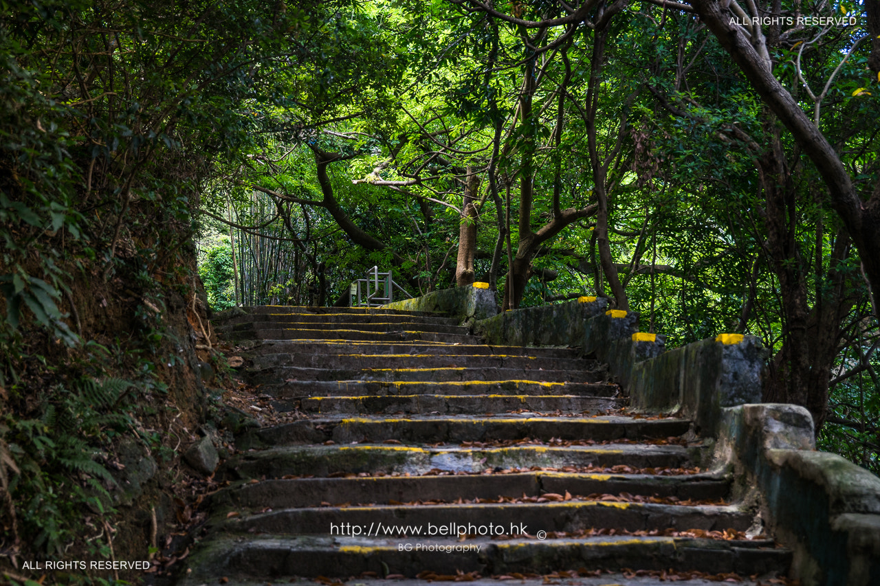 Sony a7 + Canon EF 85mm F1.2L II USM sample photo. In the trees. photography