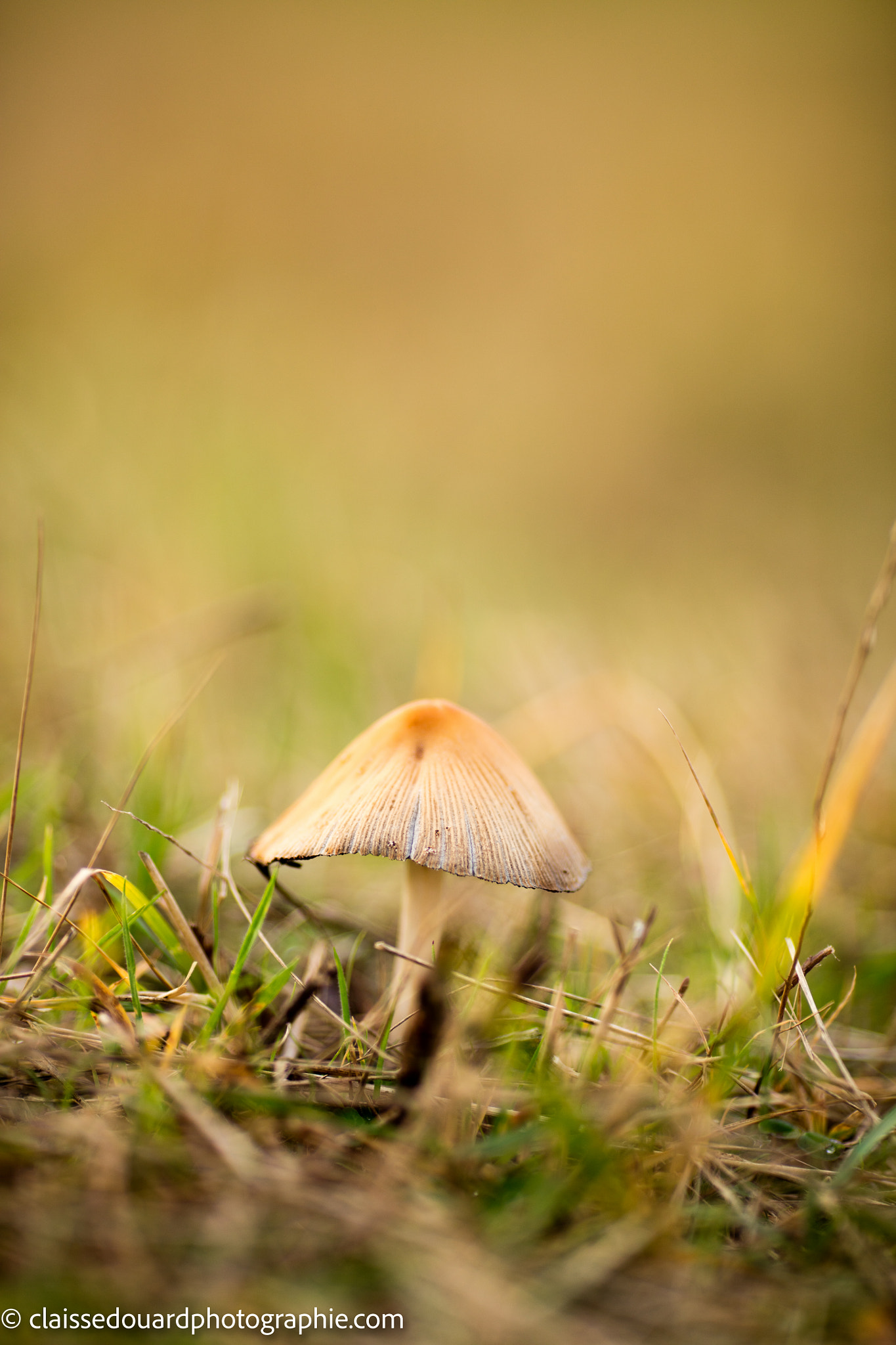 Canon EOS 5DS + Canon EF 135mm F2L USM sample photo. Photo photography