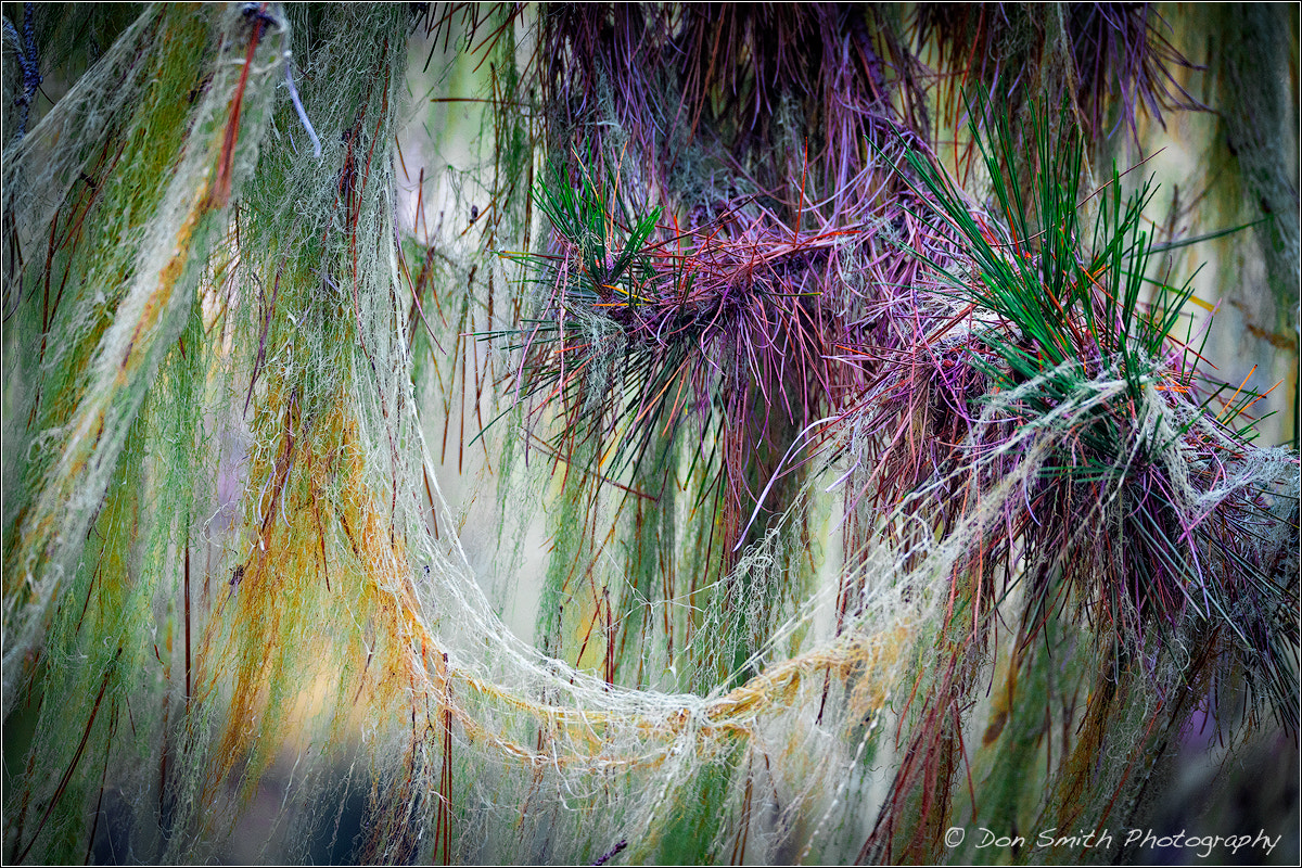 Sigma 150-600mm F5-6.3 DG OS HSM | C sample photo. Spanish moss photography