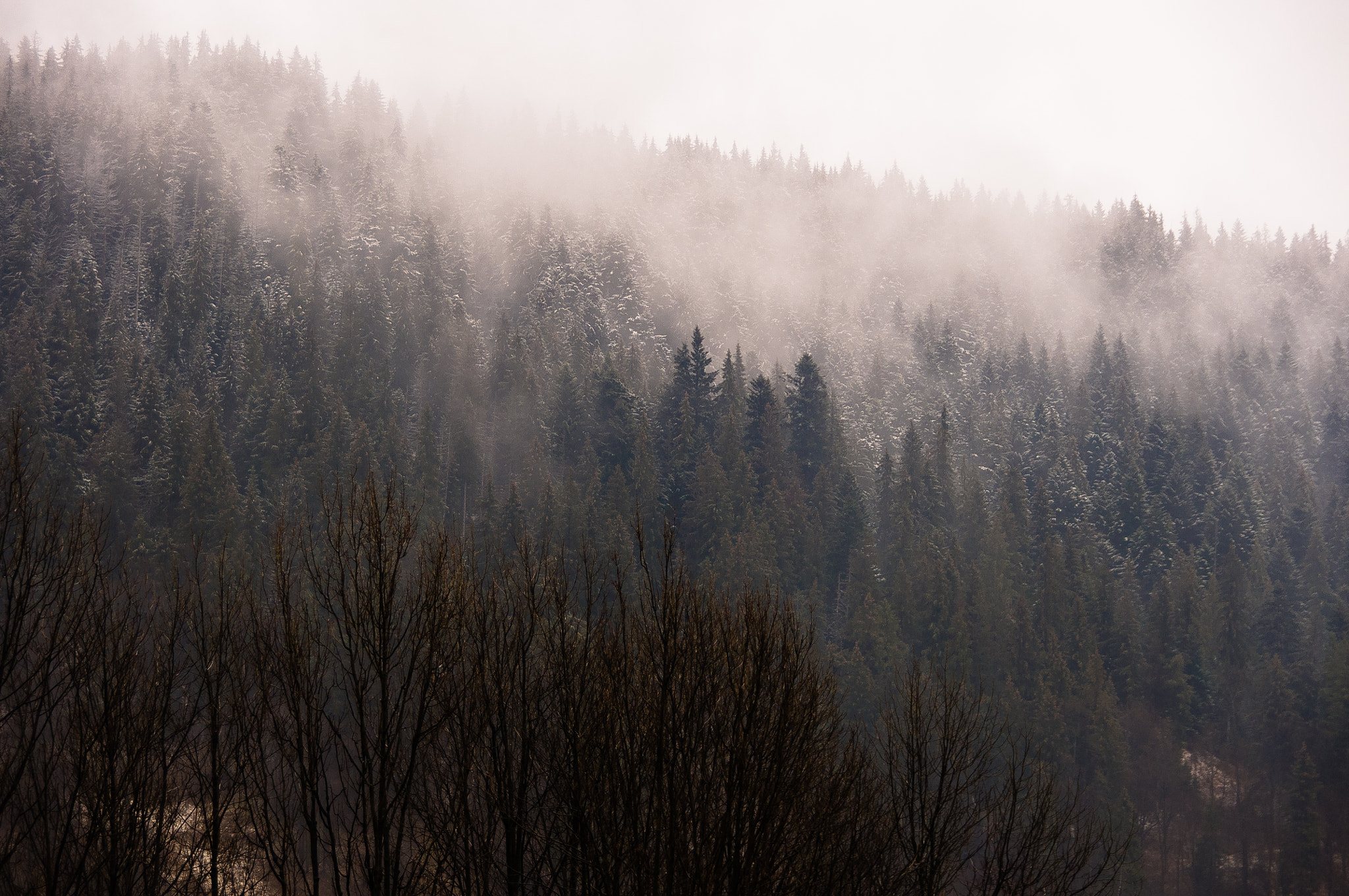 Pentax K-r sample photo. Foggy wood photography